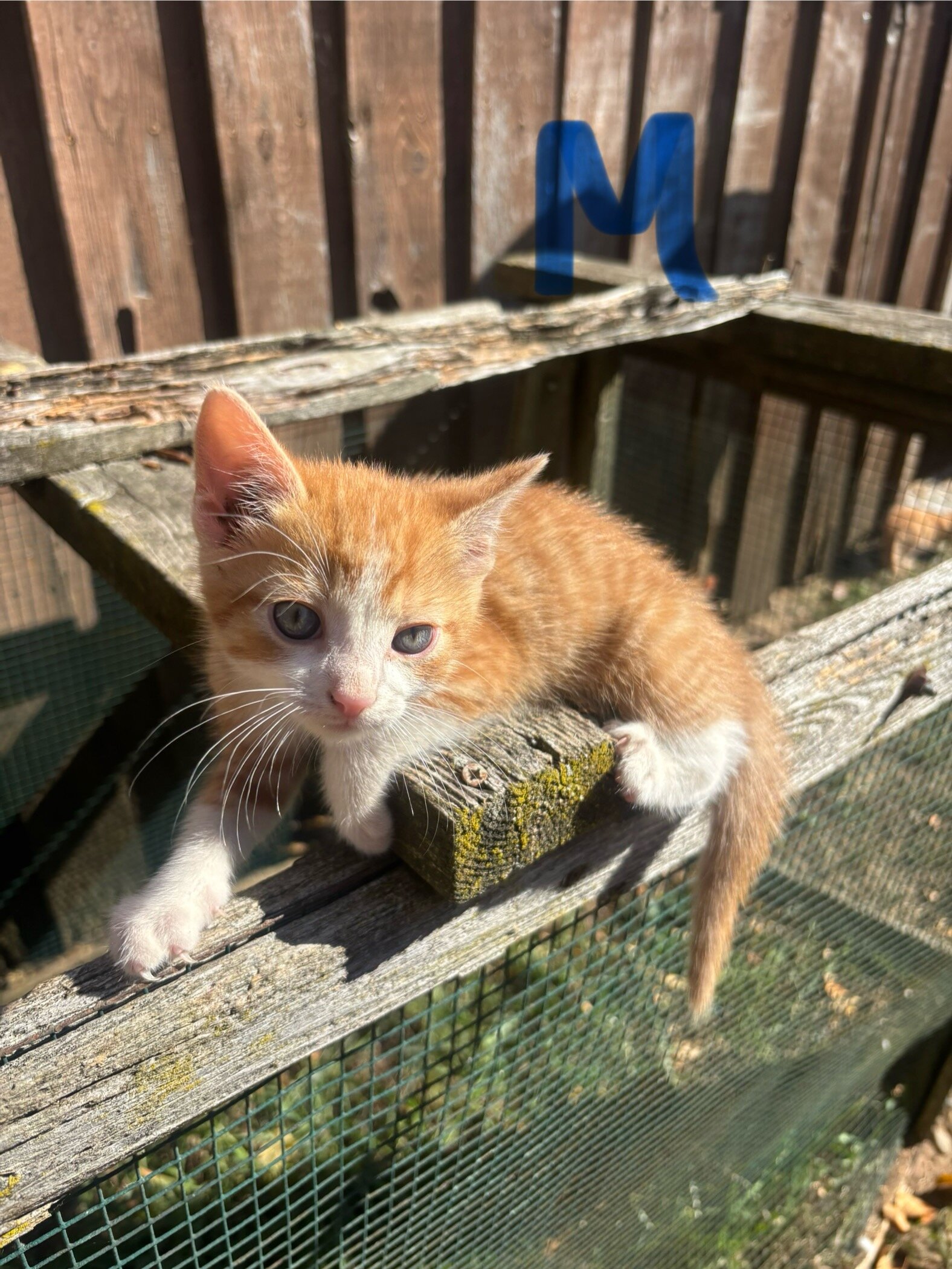 Orange Kittens image 2
