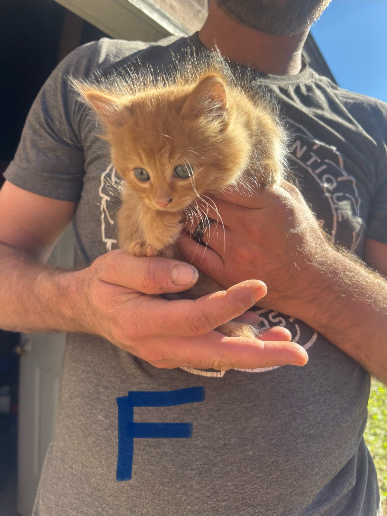 Orange Kittens image 3