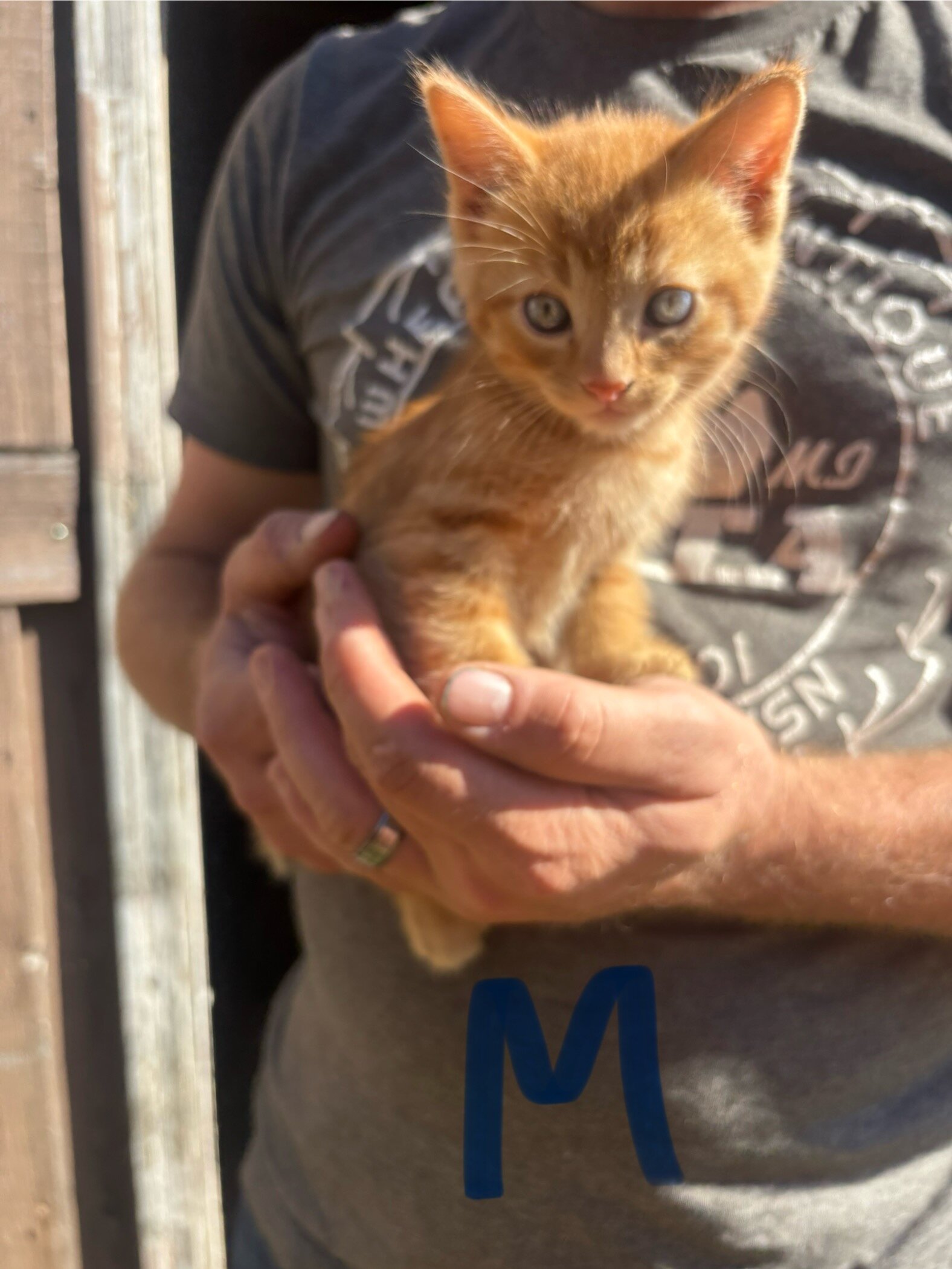 Orange Kittens image 5