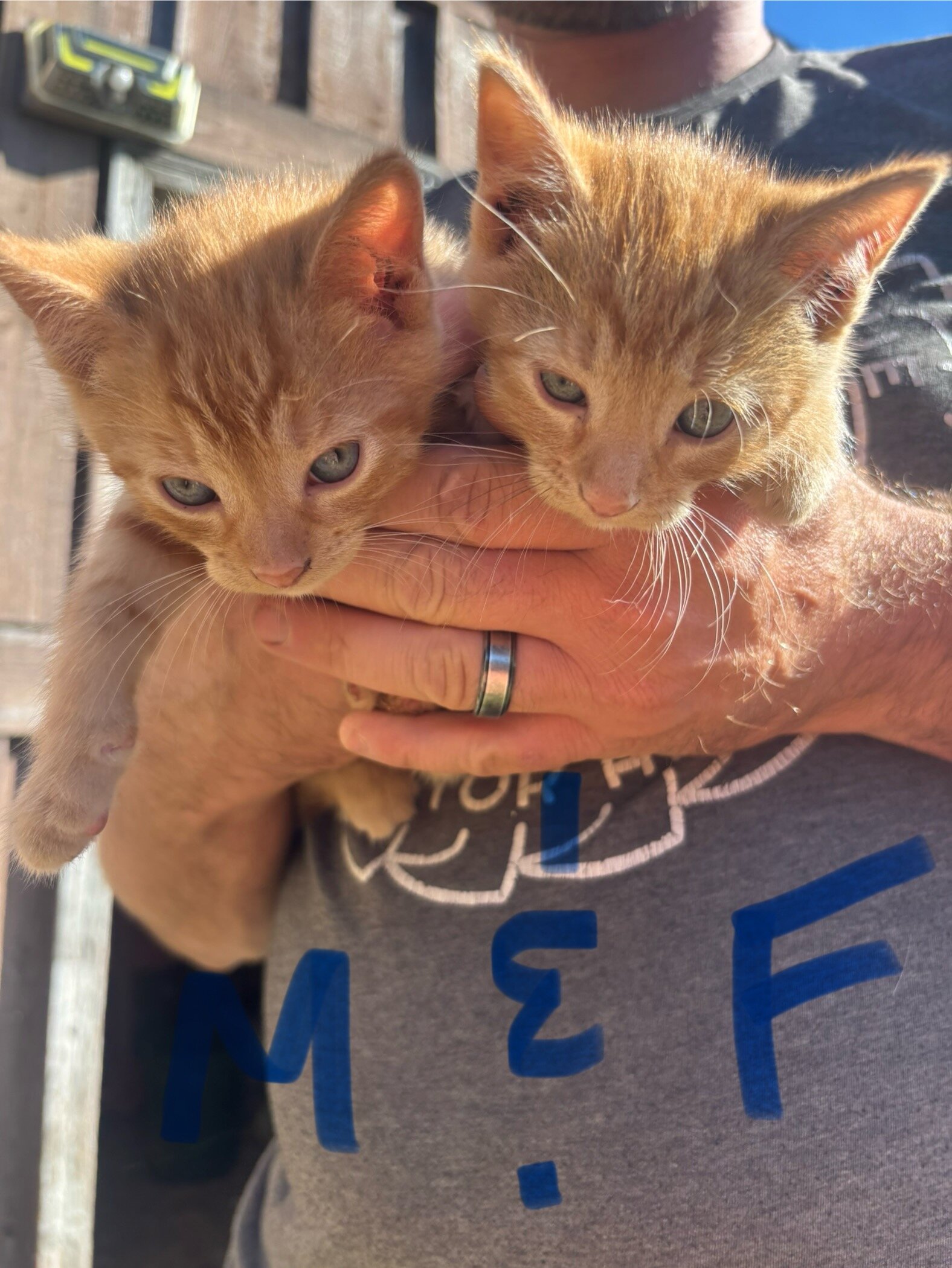 Orange Kittens image 1
