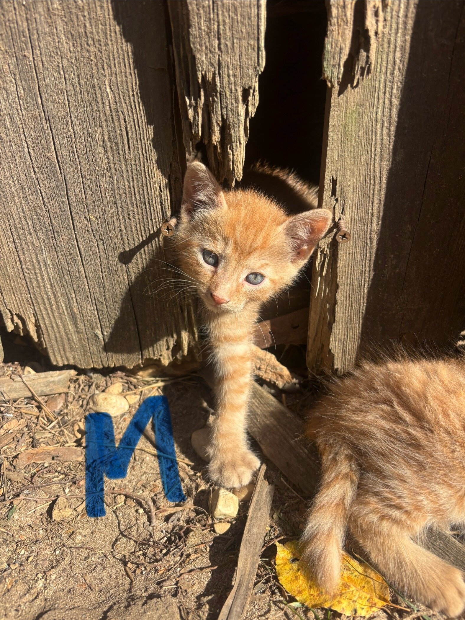 Orange Kittens image 4