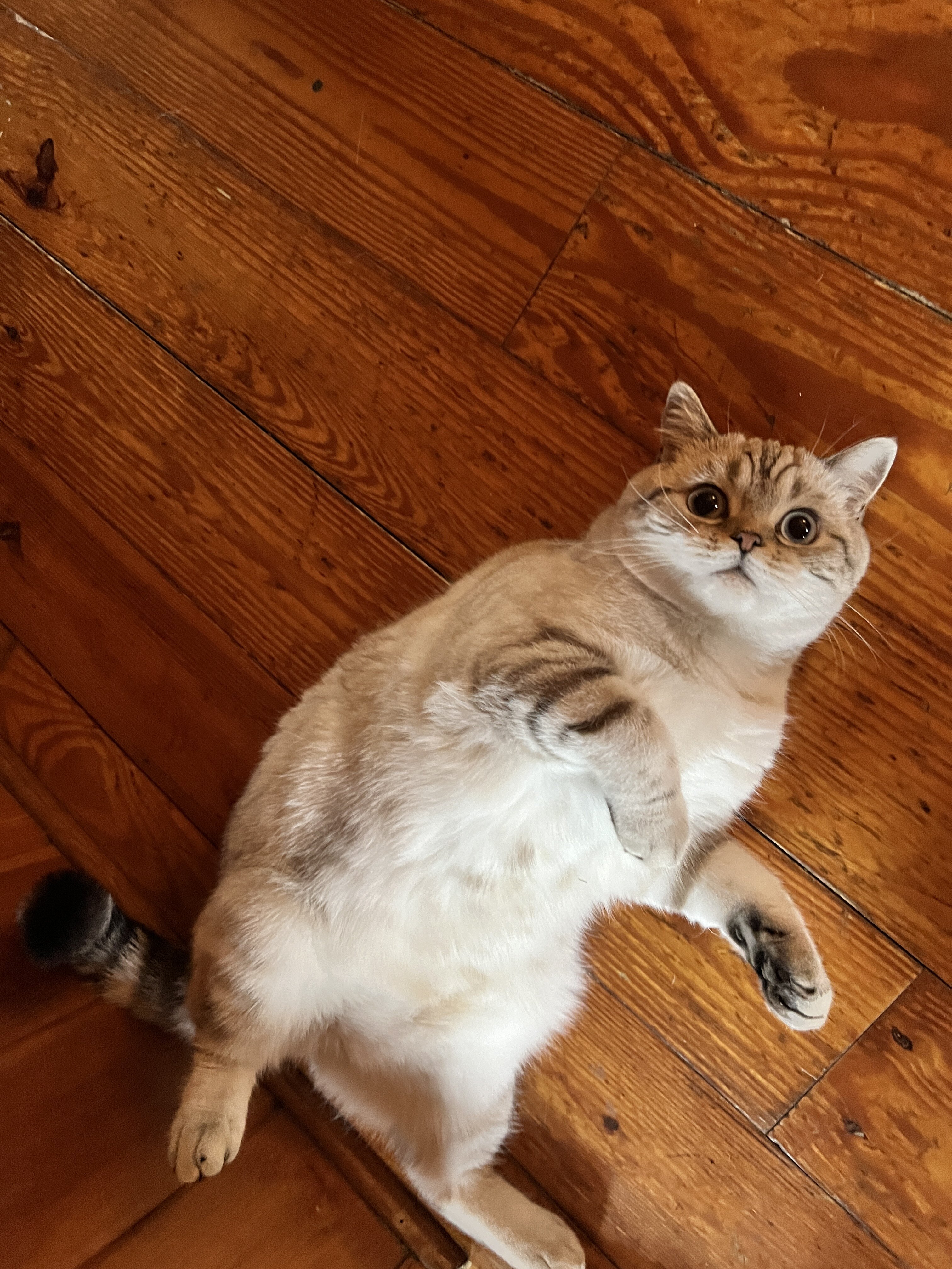 Pair of Scottish fold/straight image 2