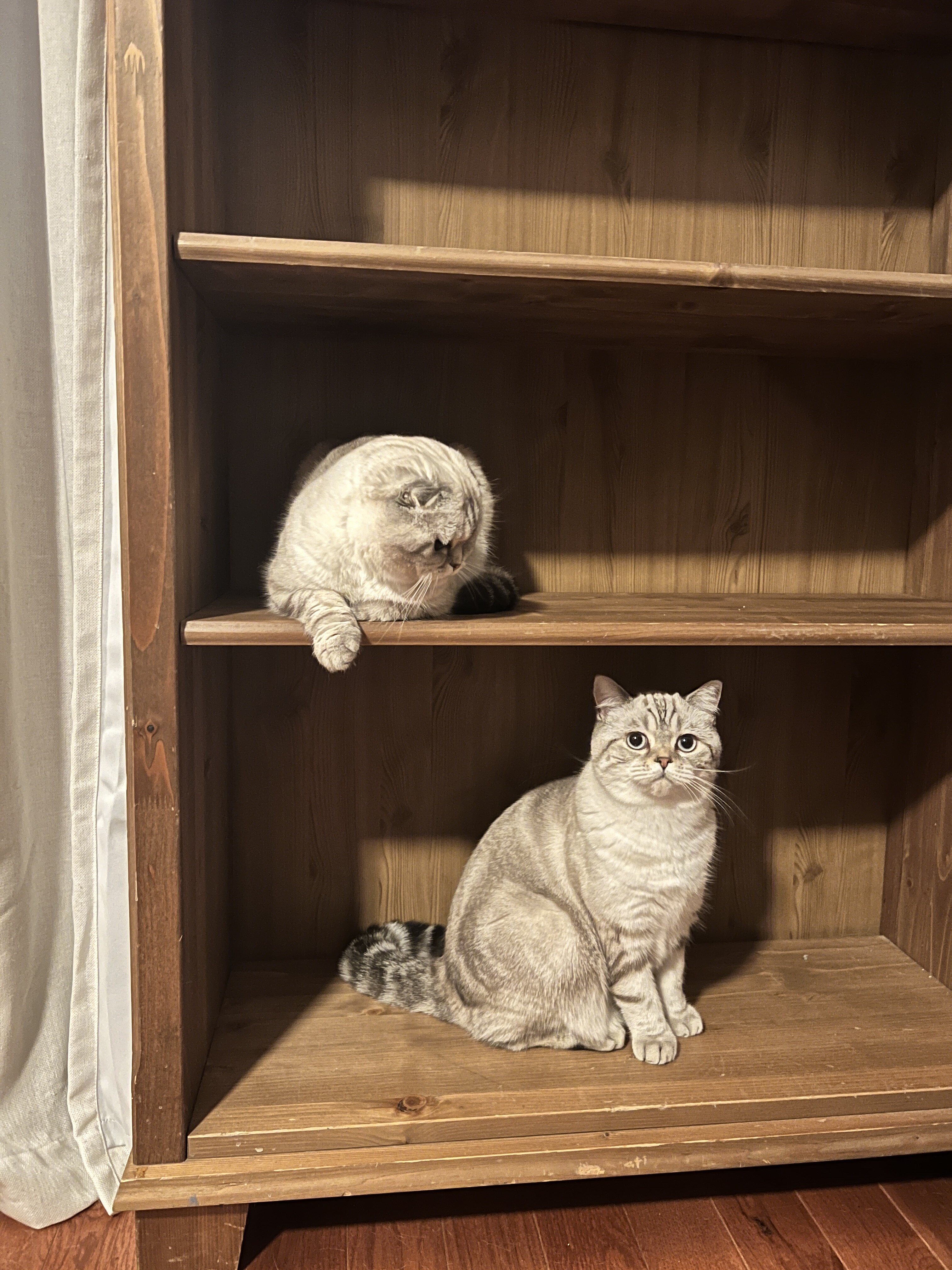 Pair of Scottish fold/straight image 1