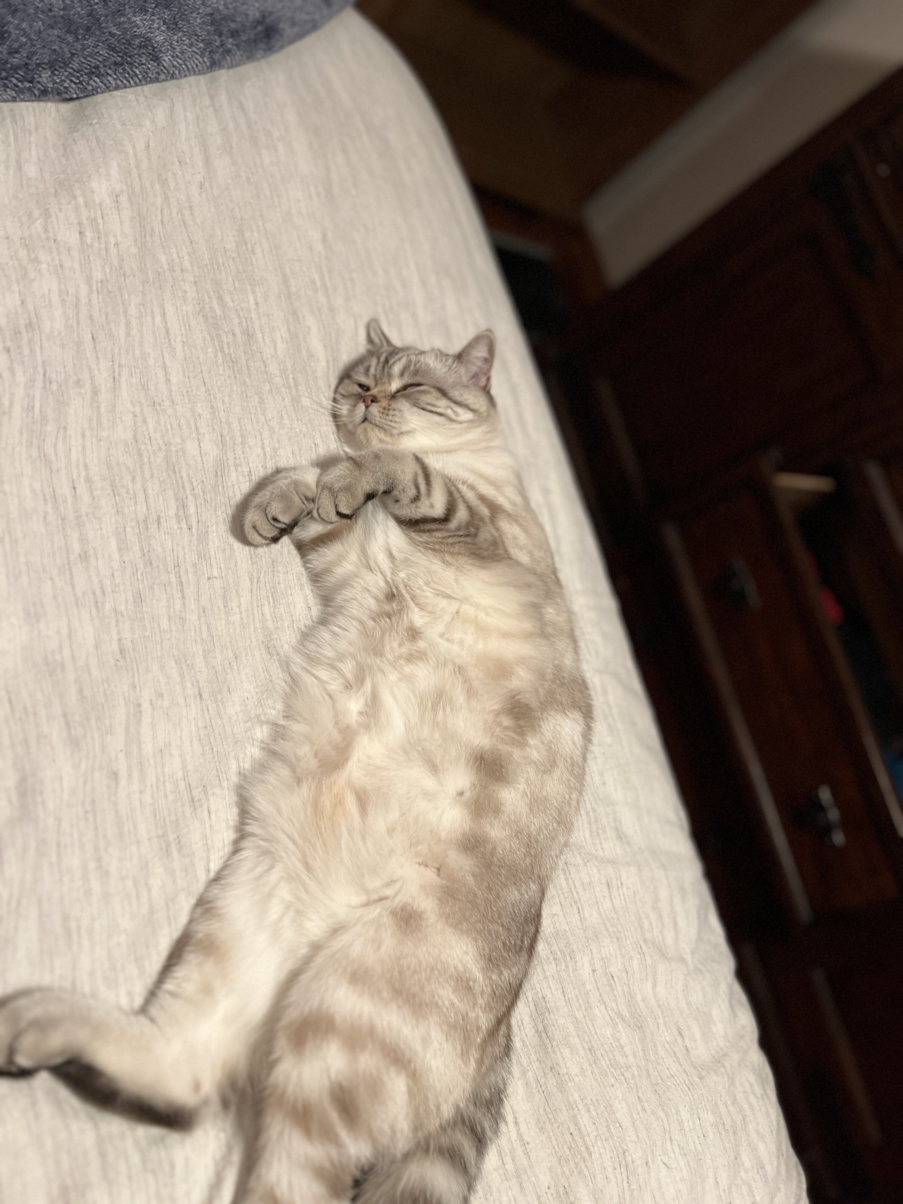 Pair of Scottish fold/straight image 3