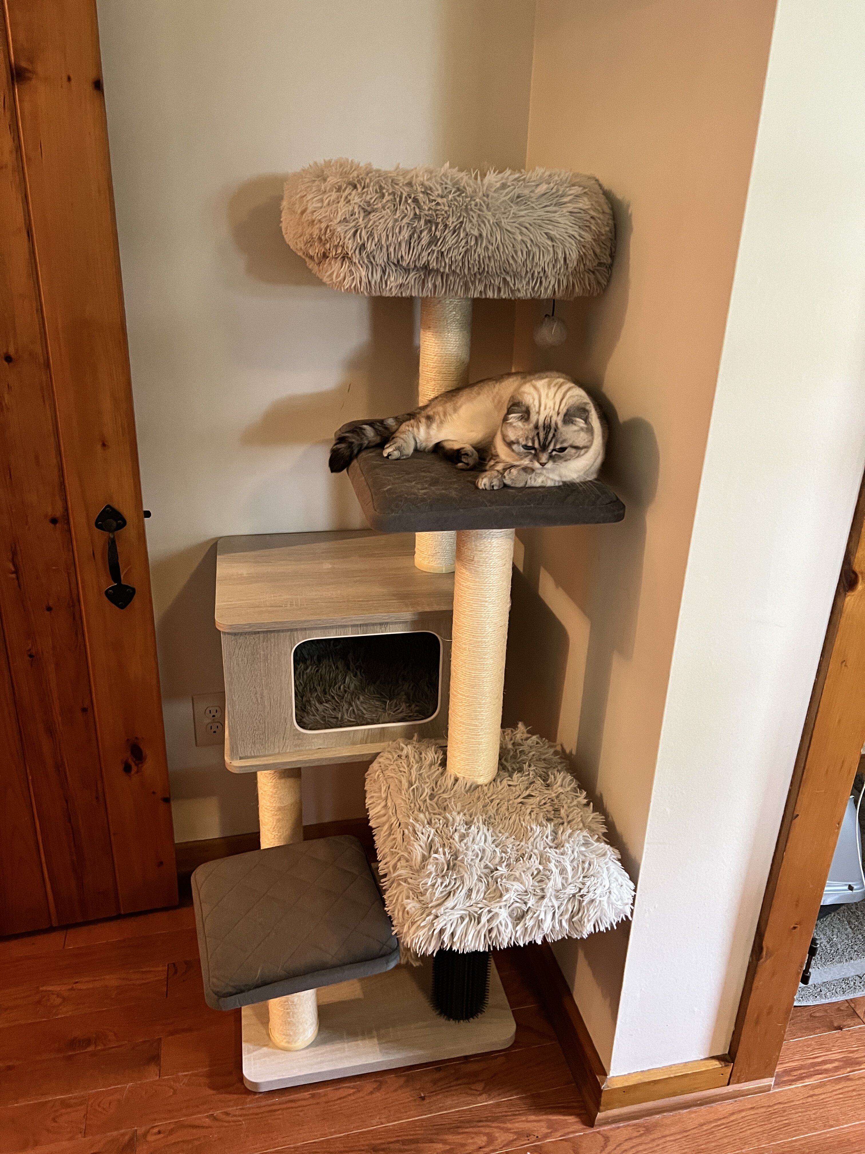 Pair of Scottish fold/straight image 4