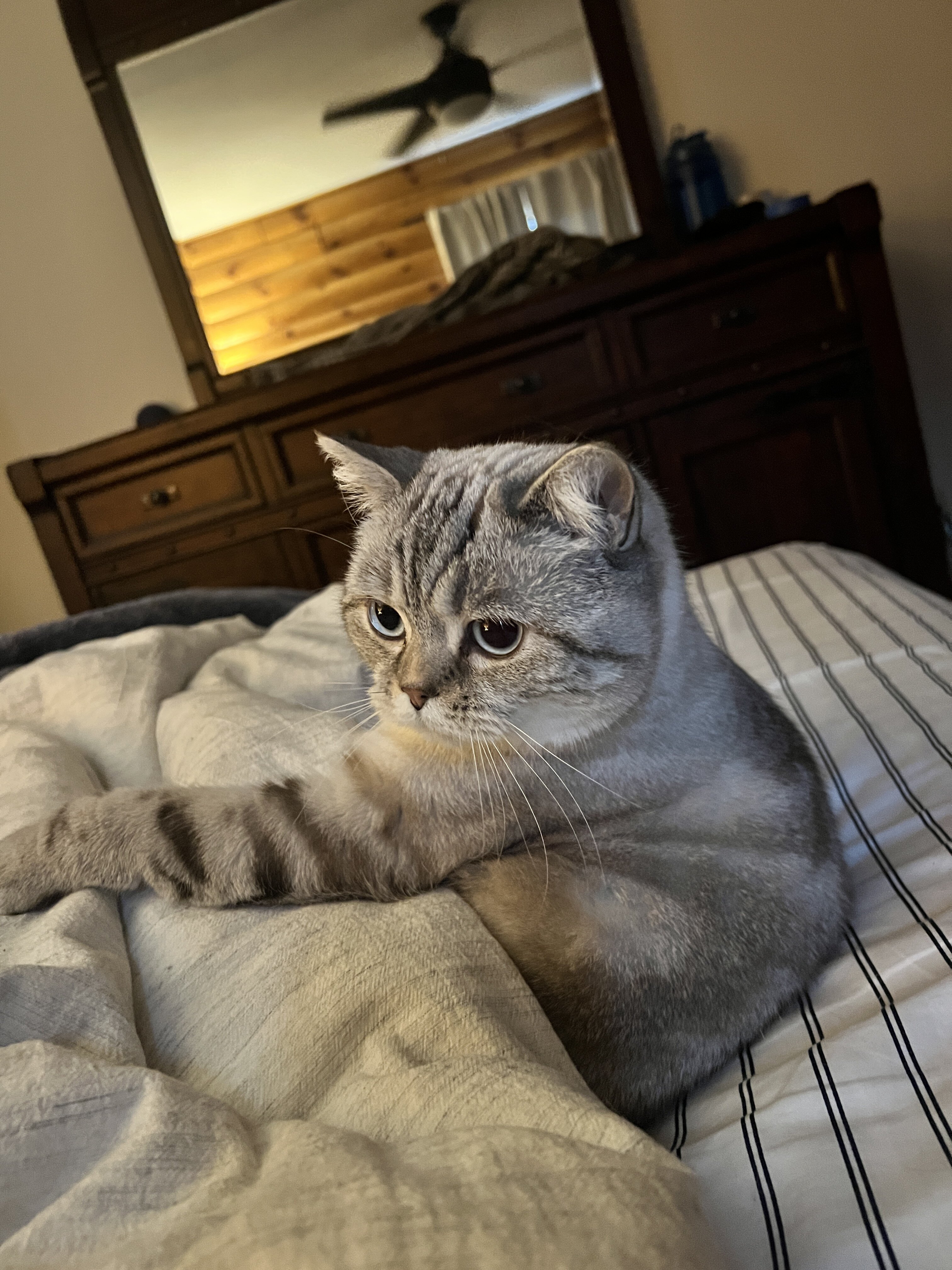 Pair of Scottish fold/straight image 5