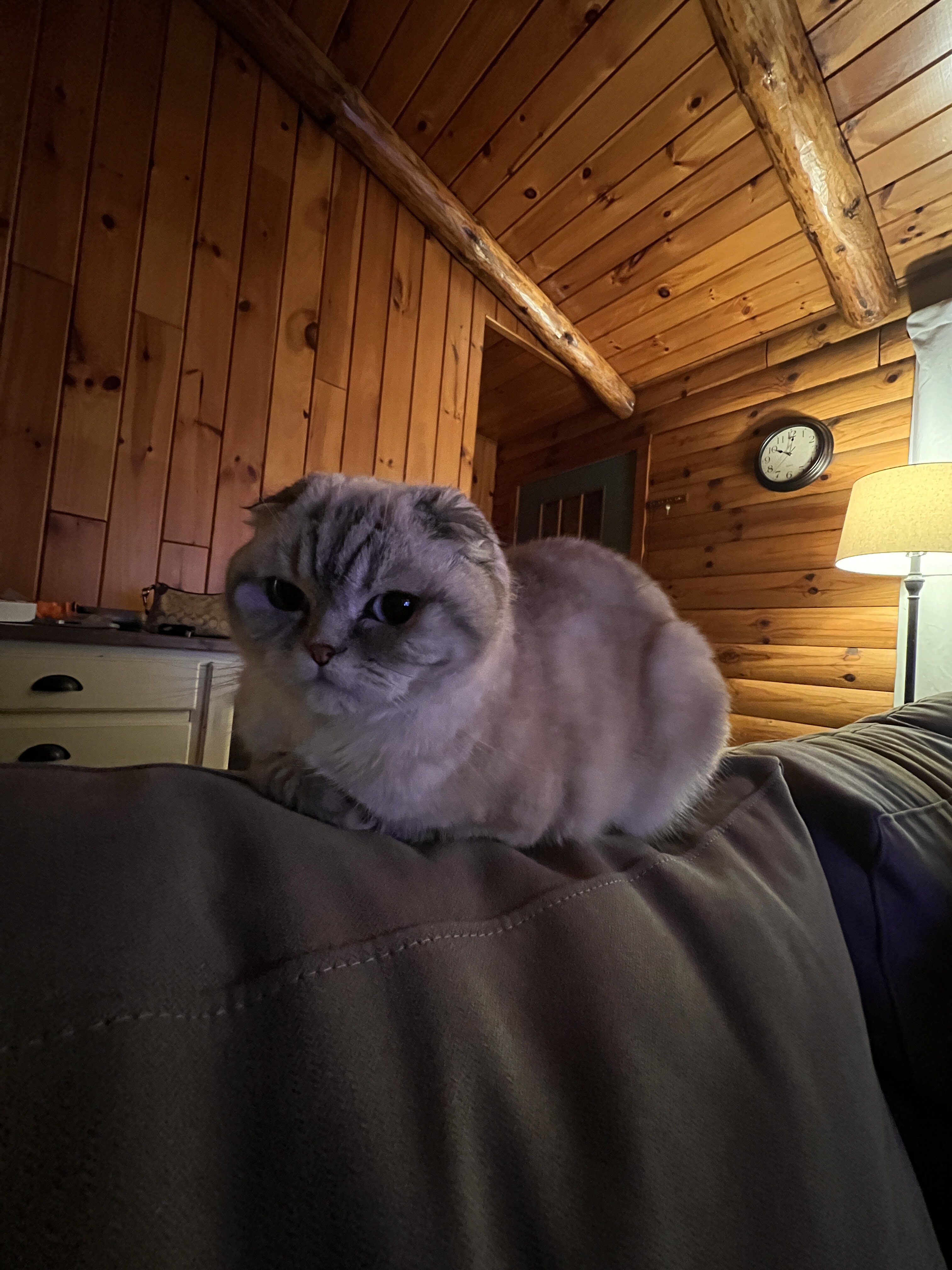 Pair of Scottish fold/straight image 6