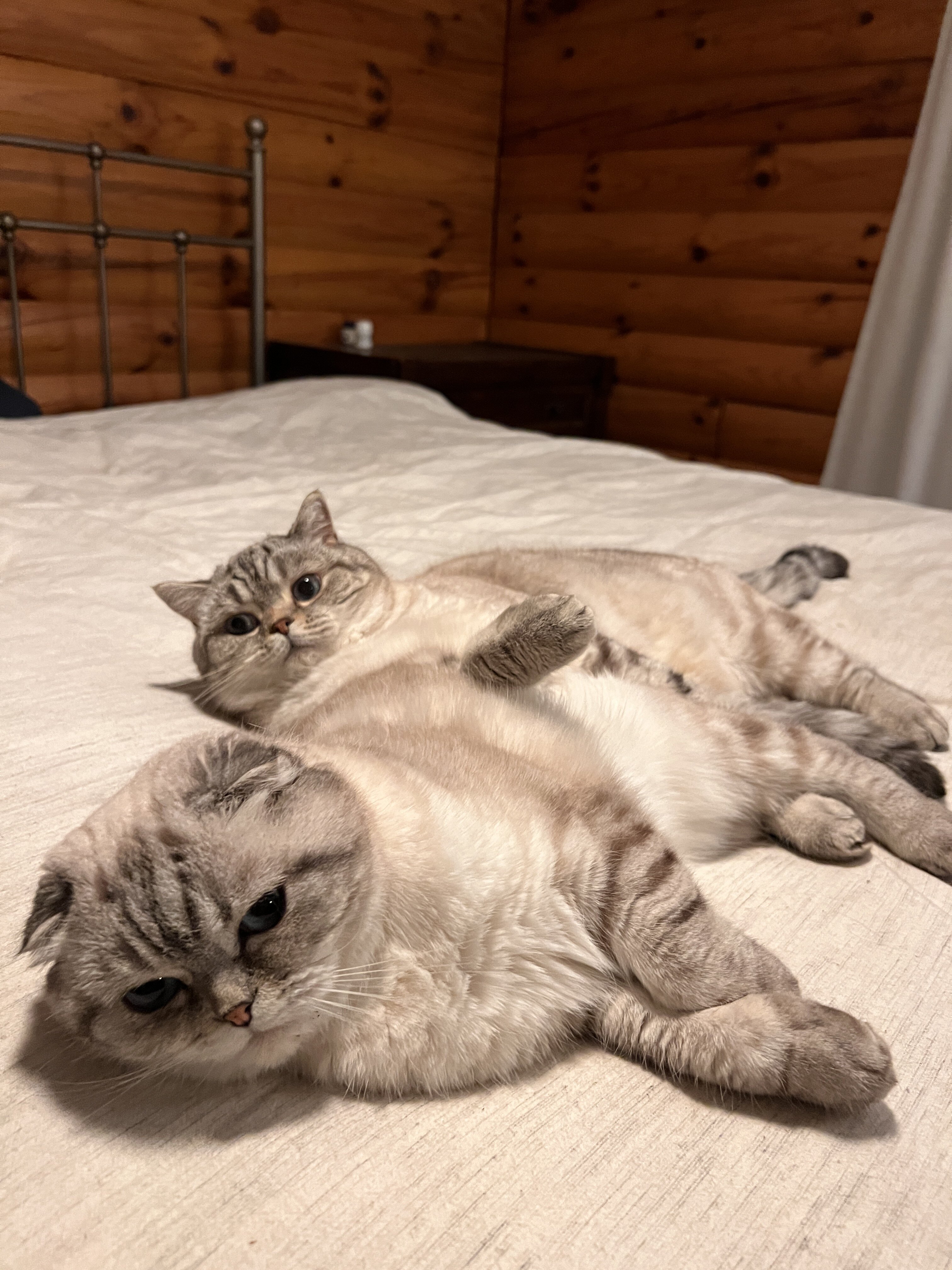 Pair of Scottish fold/straight image 7
