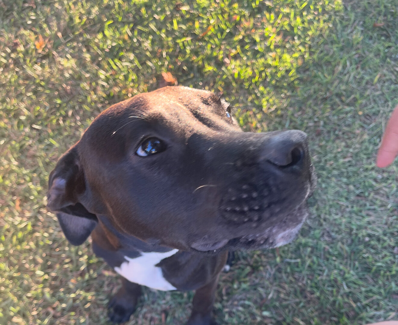 Free young dog image 5