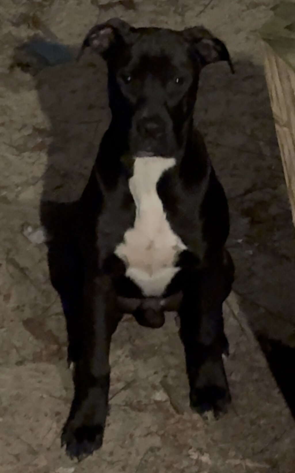 Free young dog image 2