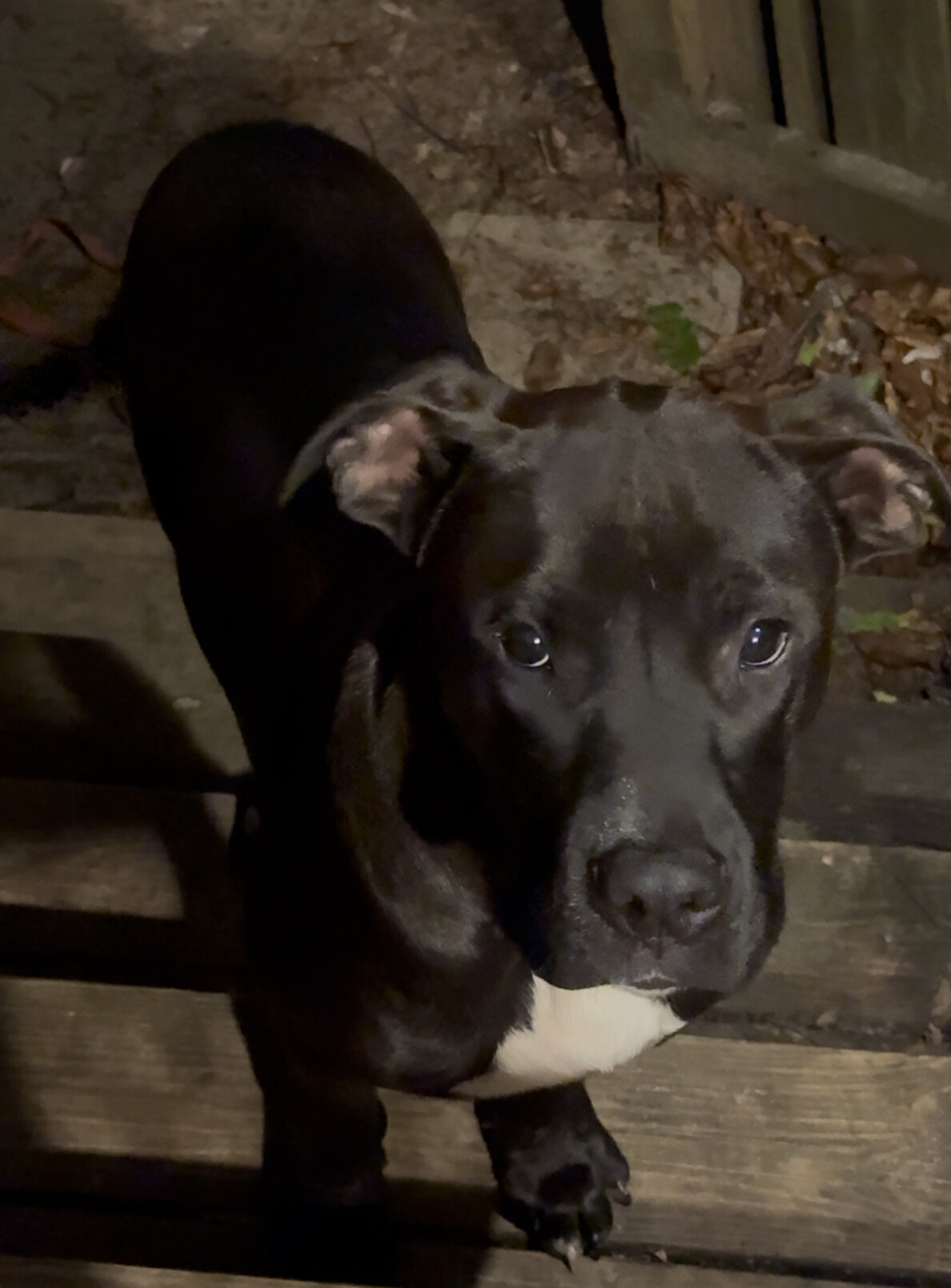 Free young dog image 1