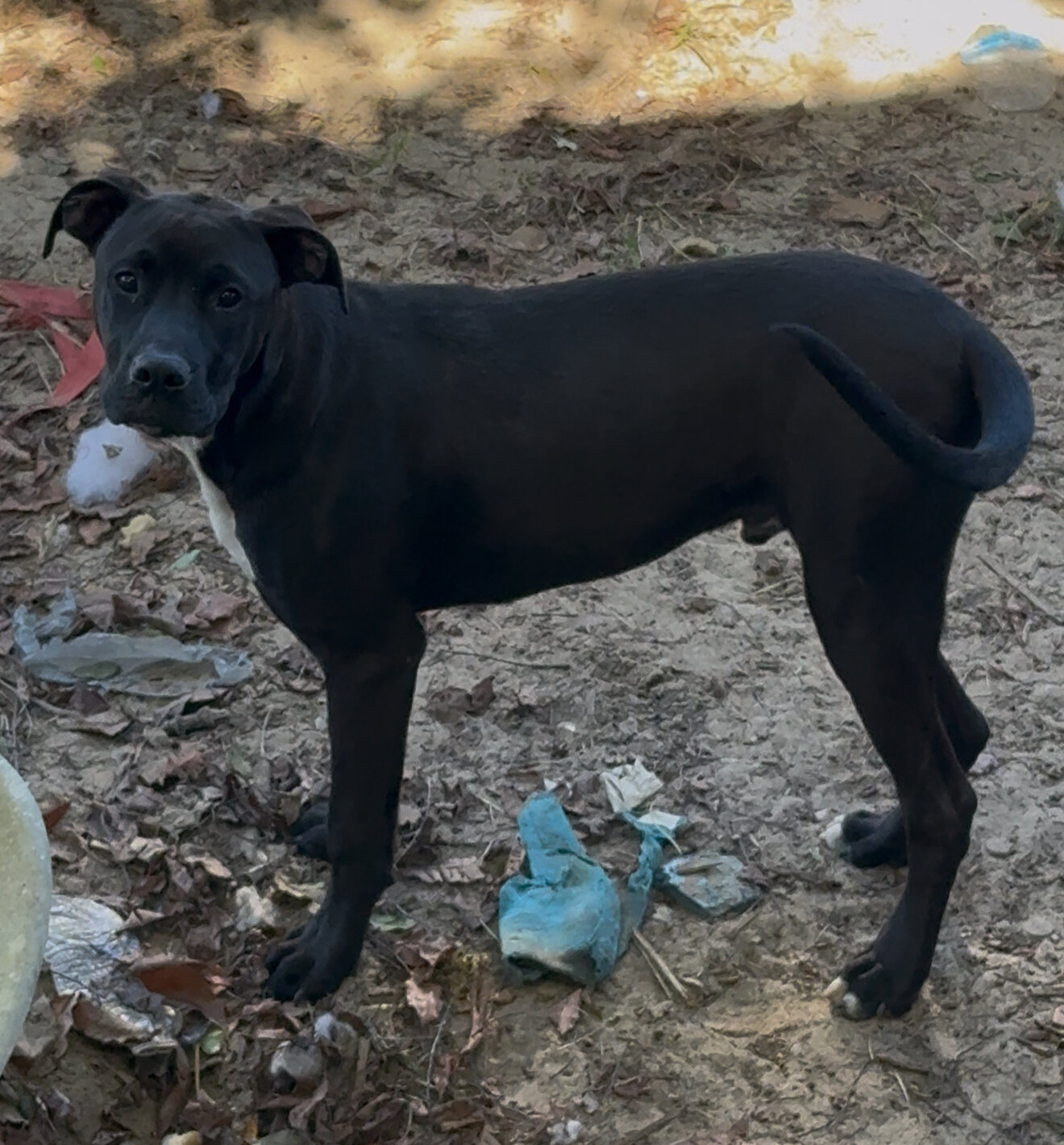 Free young dog image 3