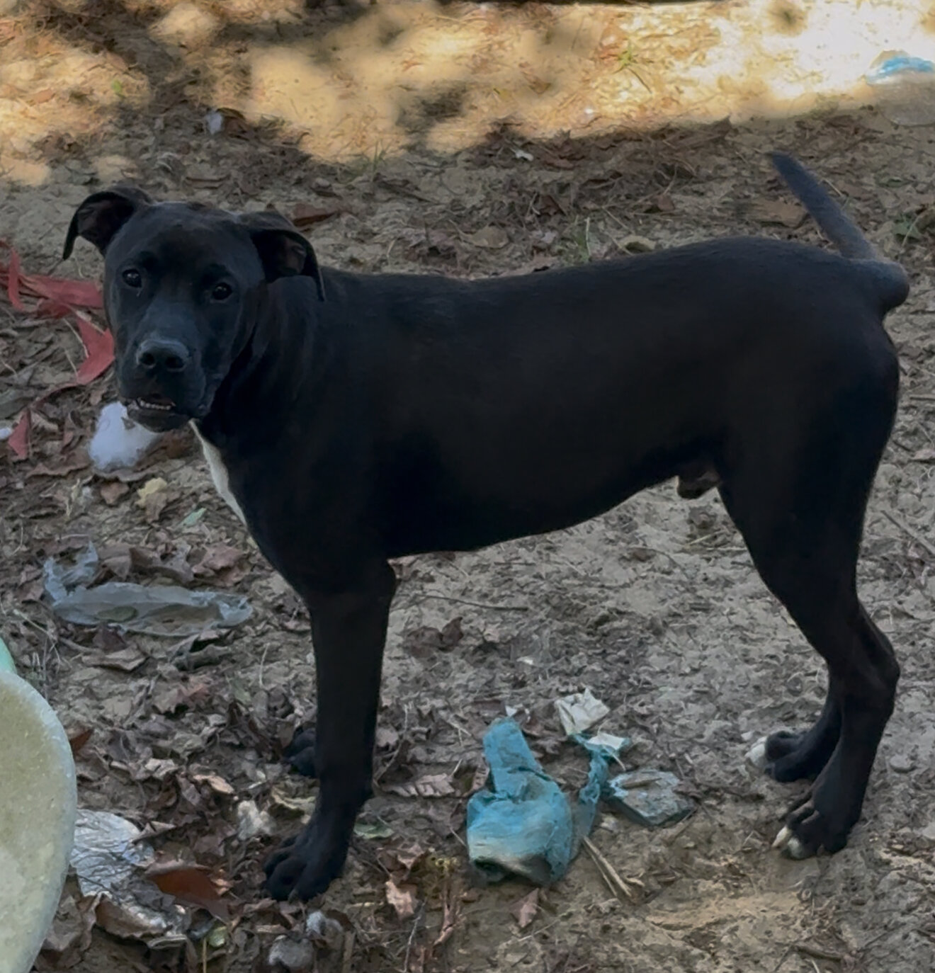 Free young dog image 4