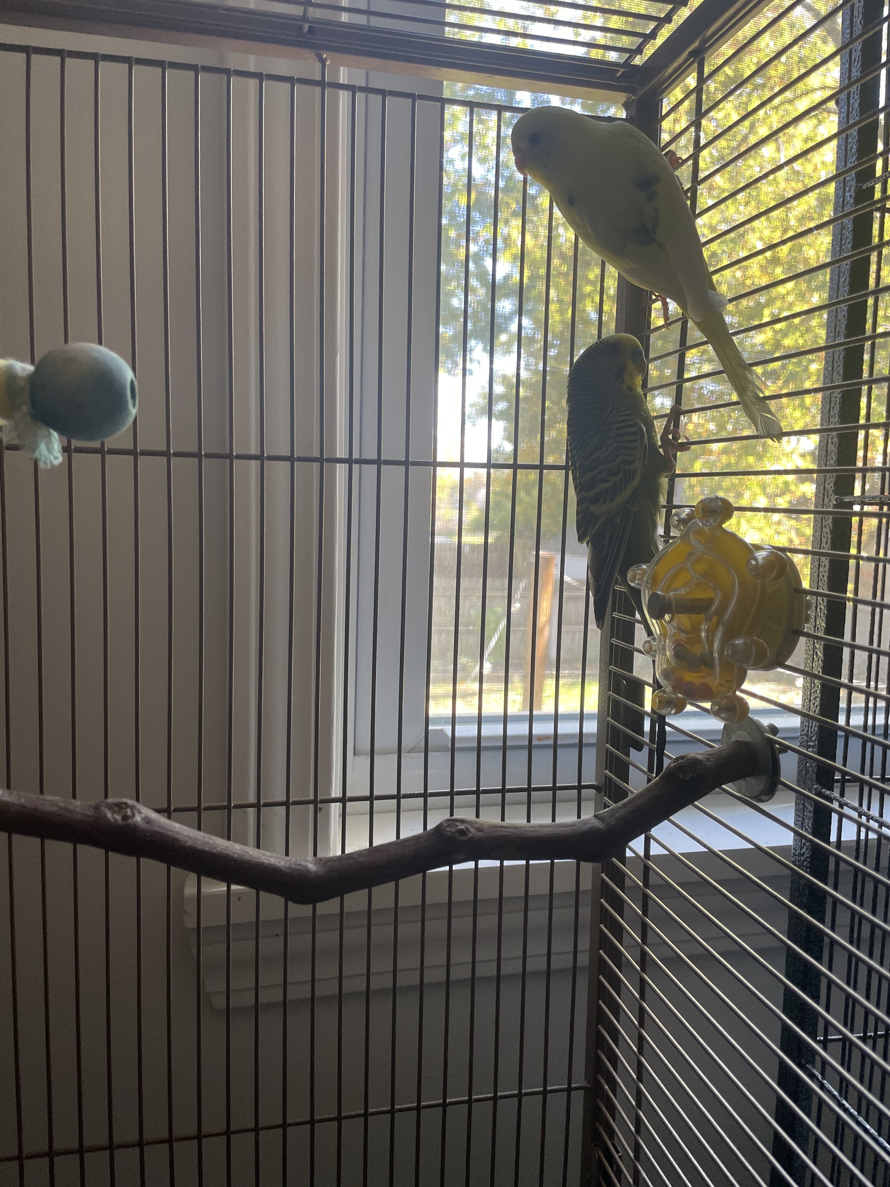 Parakeet pair image 1