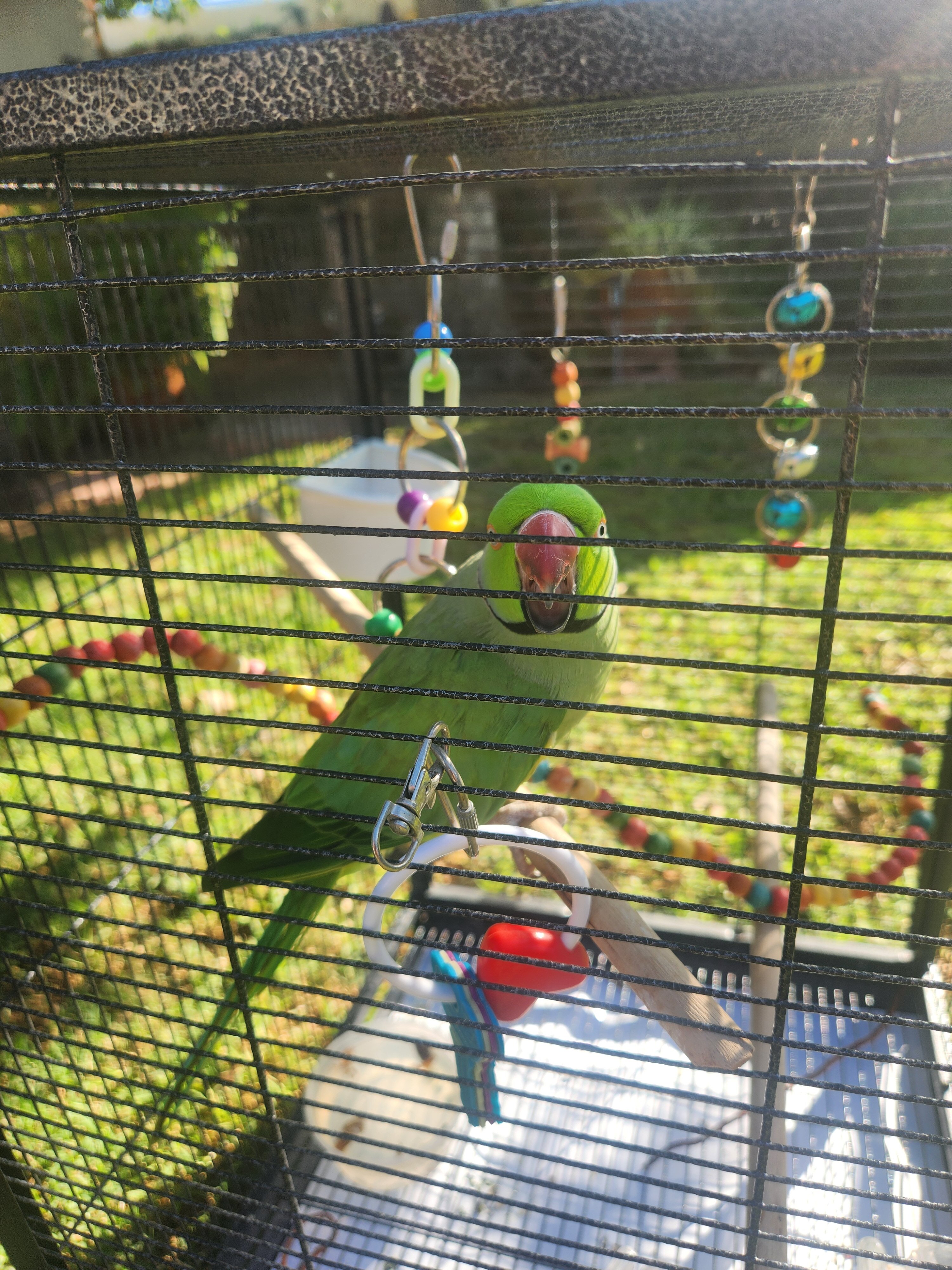 Parrot image 1