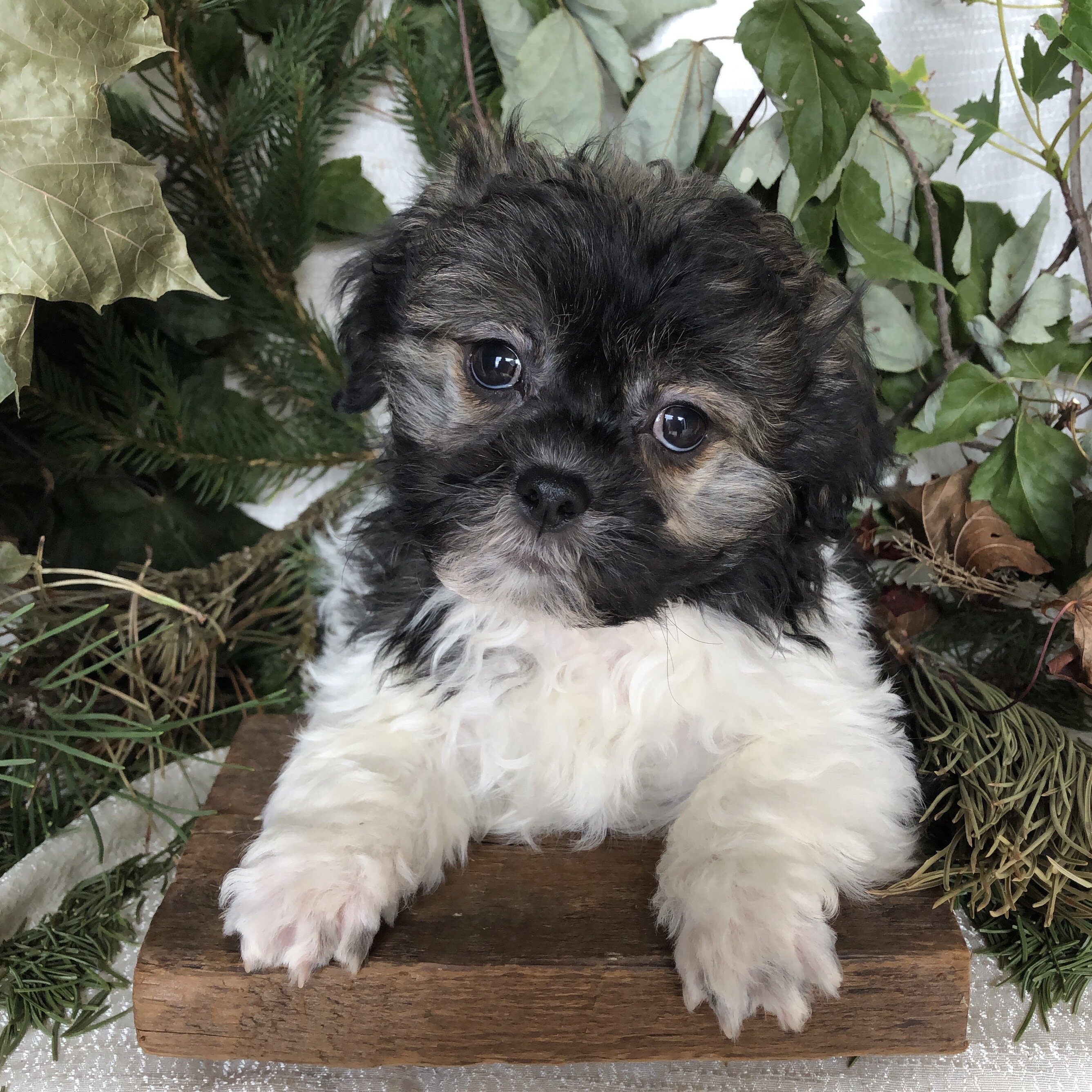 Shihpoo puppies for sale in Michigan image 5