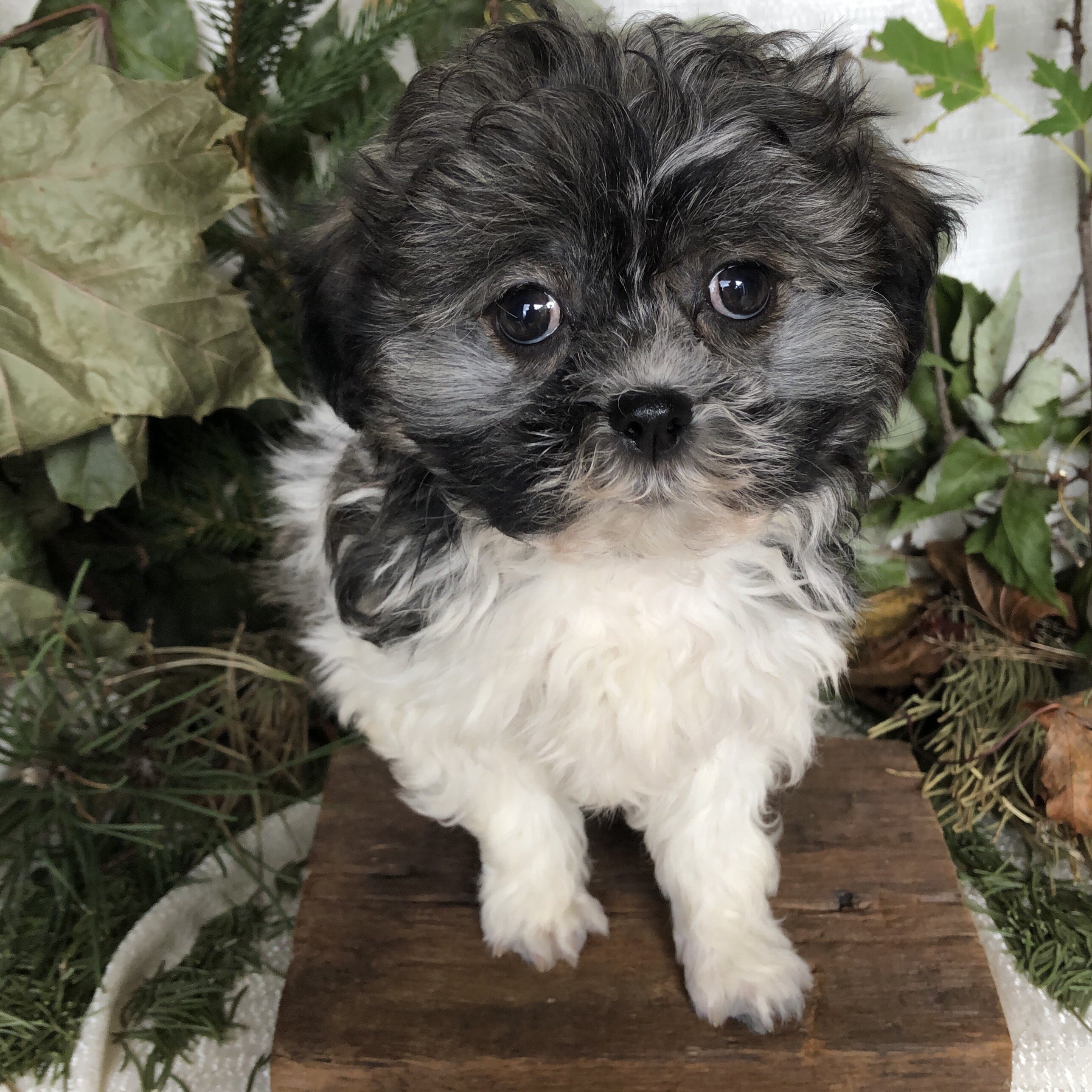 Shihpoo puppies for sale in Michigan image 4