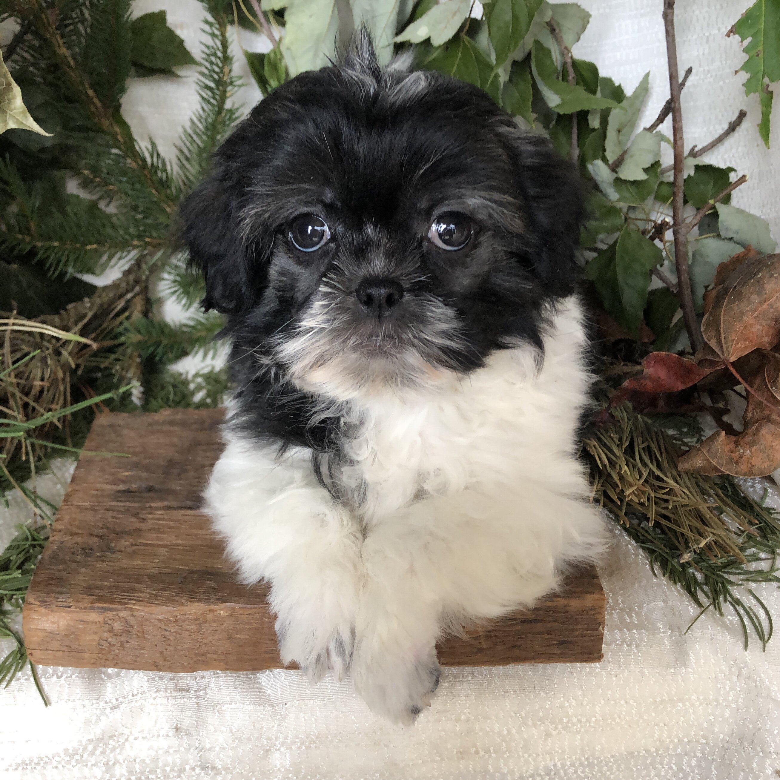 Shihpoo puppies for sale in Michigan image 2
