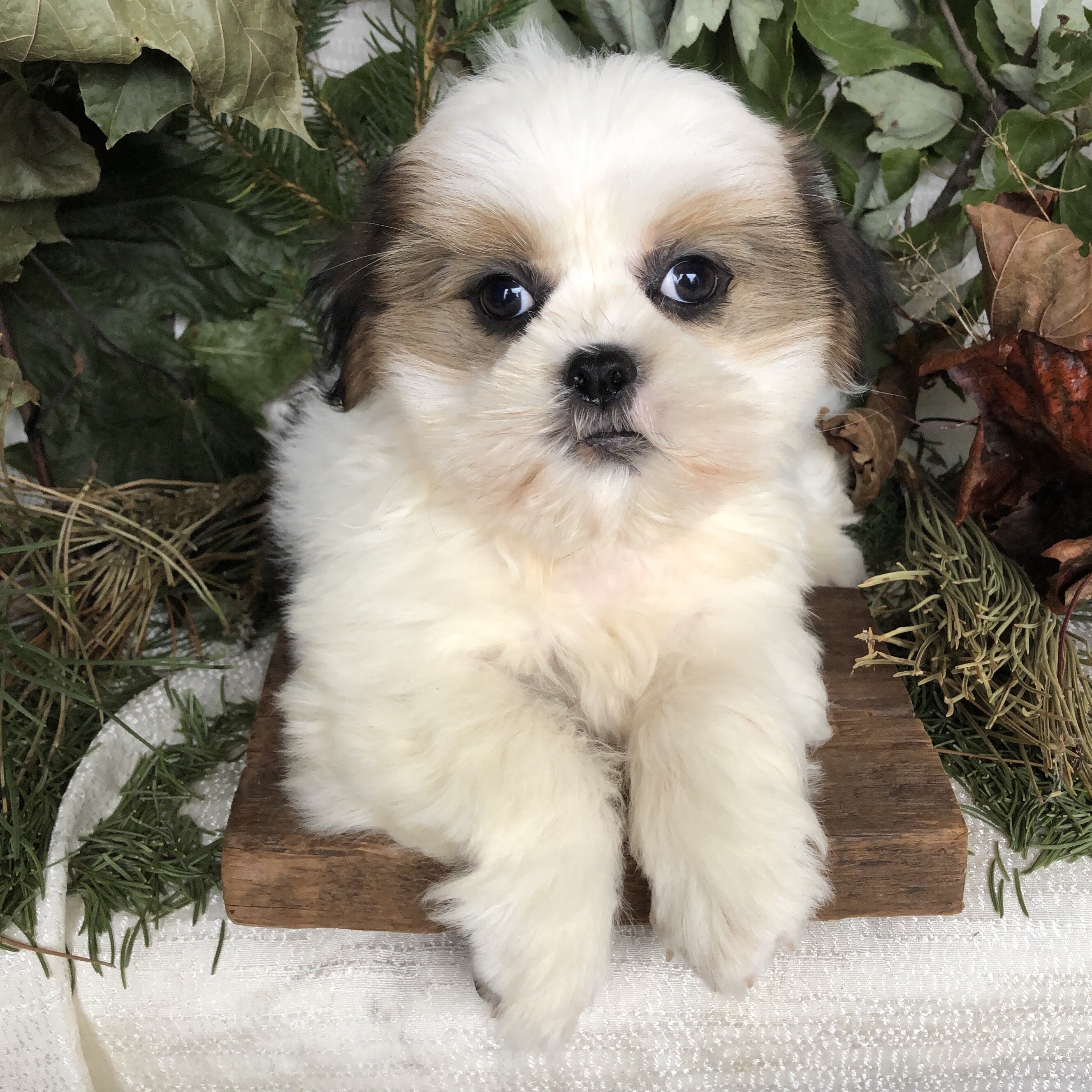 ShiPoo puppies for sale in Michigan image 6