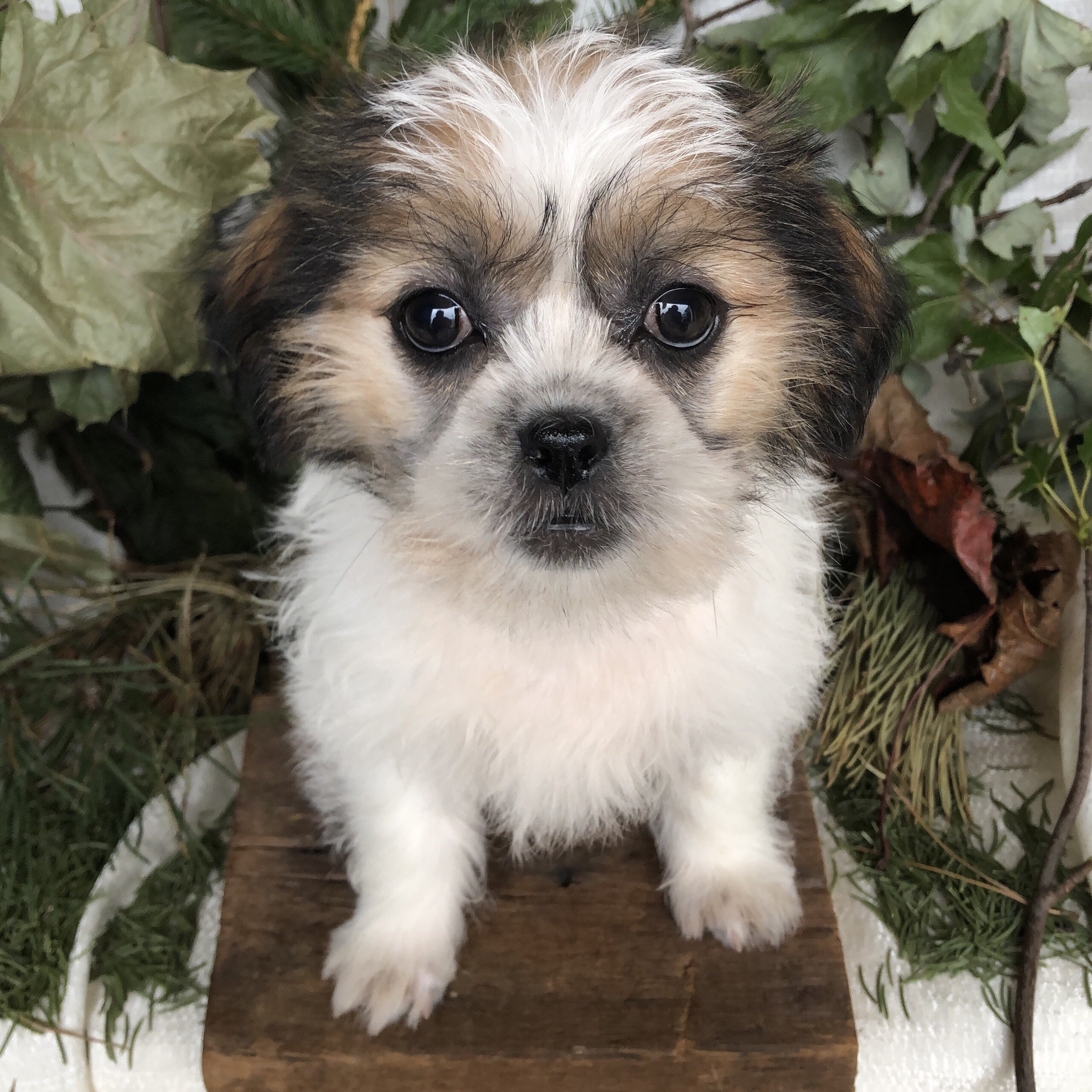 ShiPoo puppies for sale in Michigan image 5