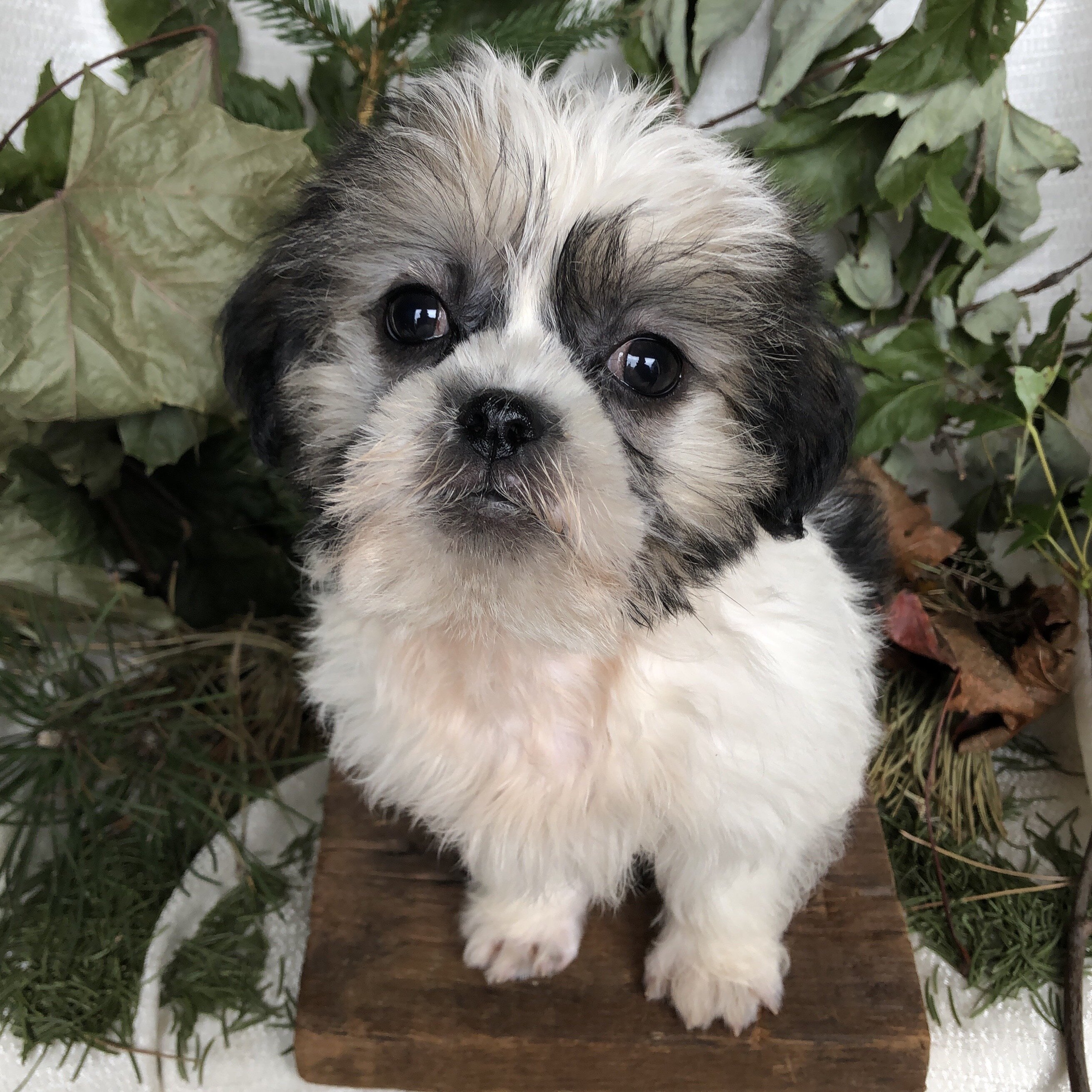 ShiPoo puppies for sale in Michigan image 4