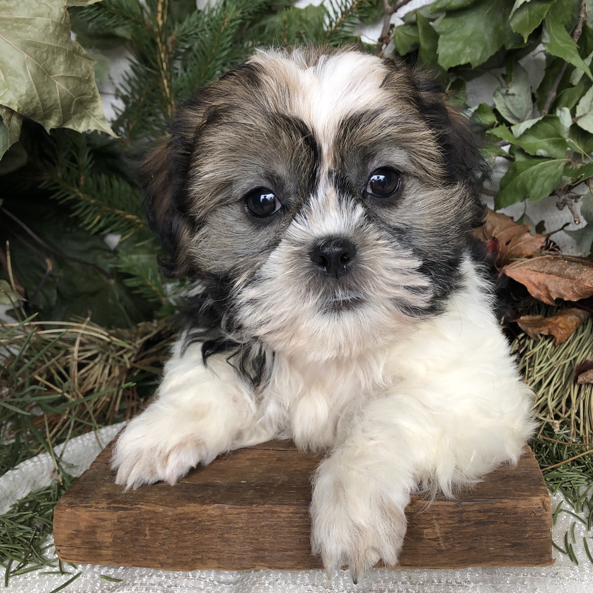 ShiPoo puppies for sale in Michigan image 3