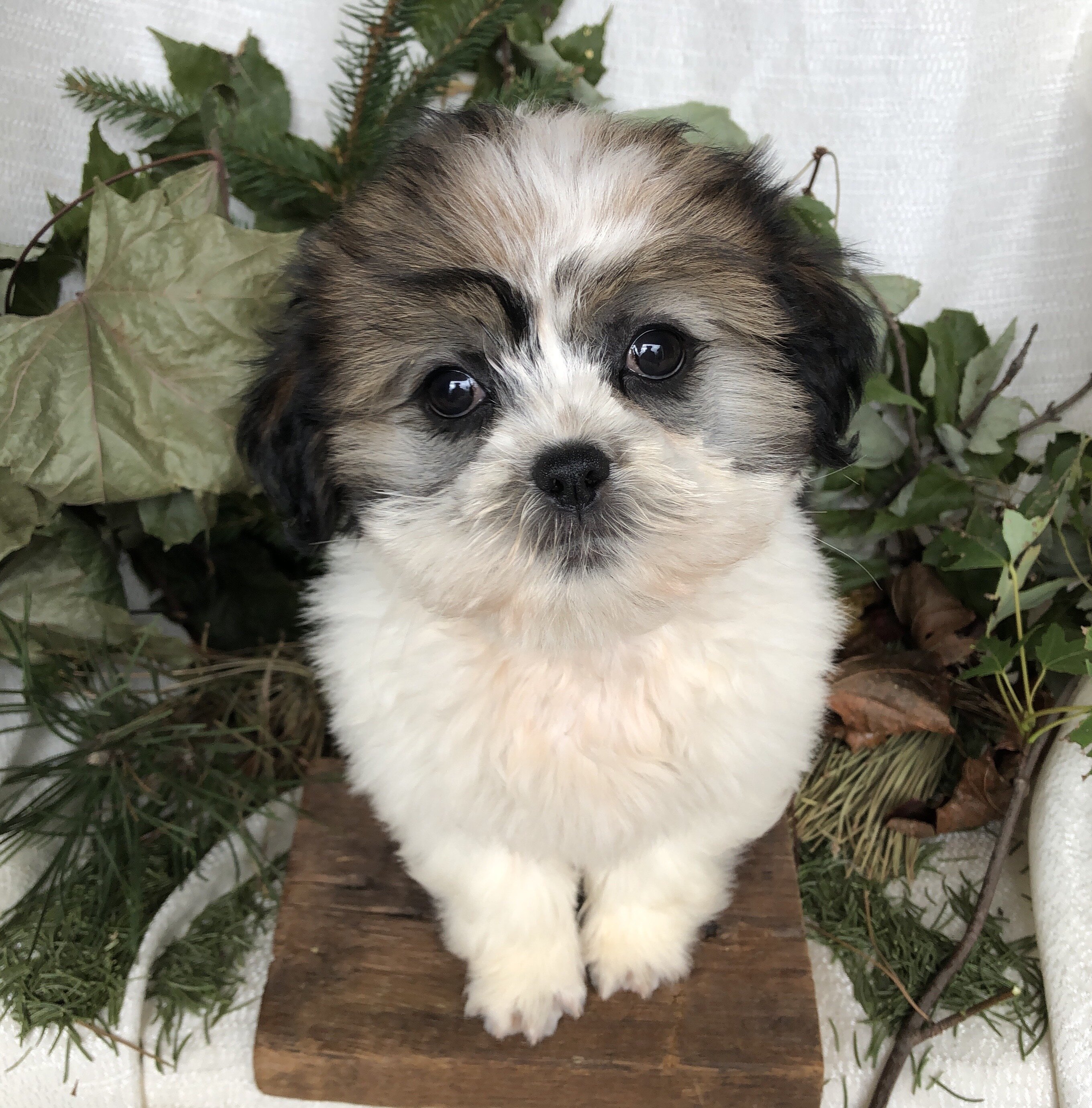 ShiPoo puppies for sale in Michigan image 2