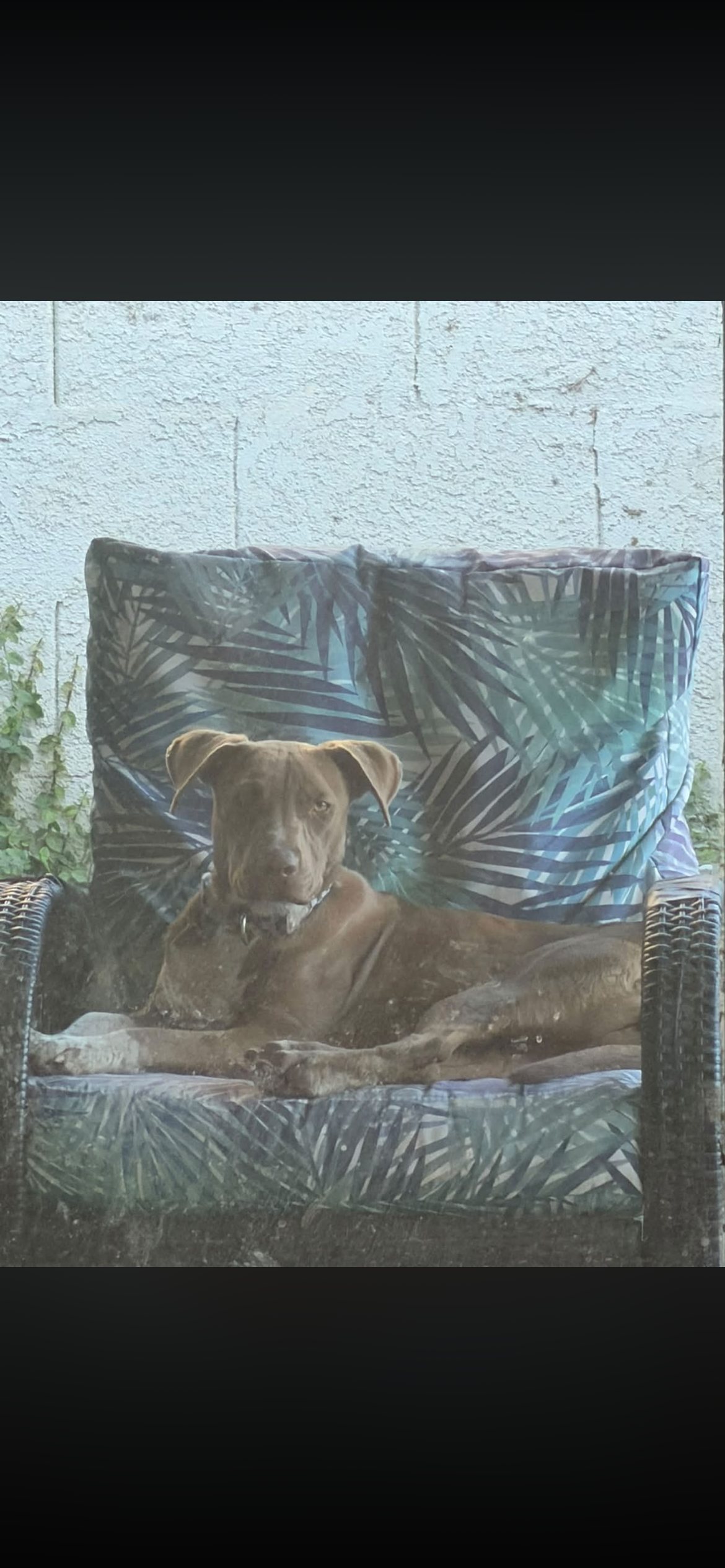 Red Nose Pit (rehome) image 1