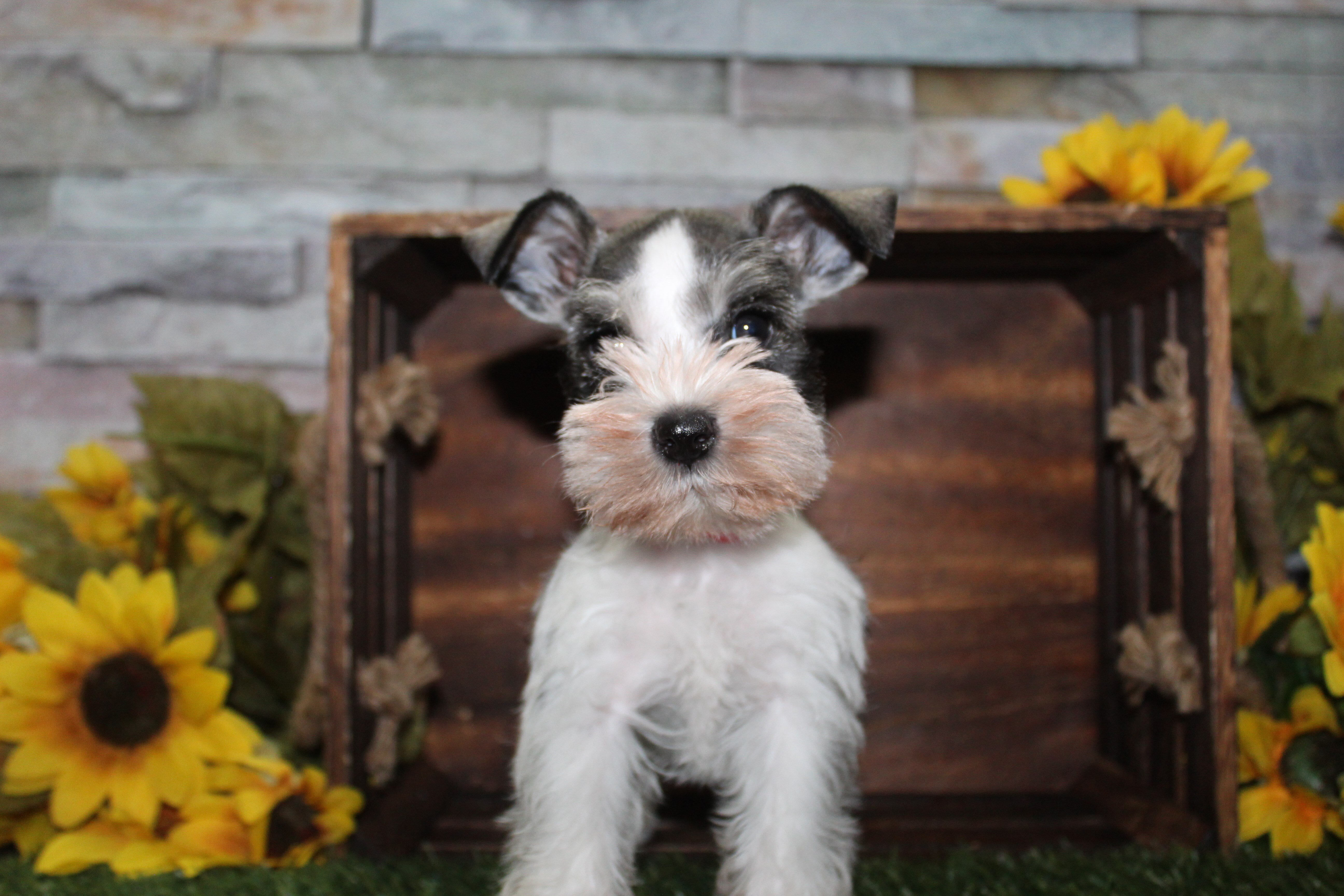 Miniature Schnauzer Puppies image 1