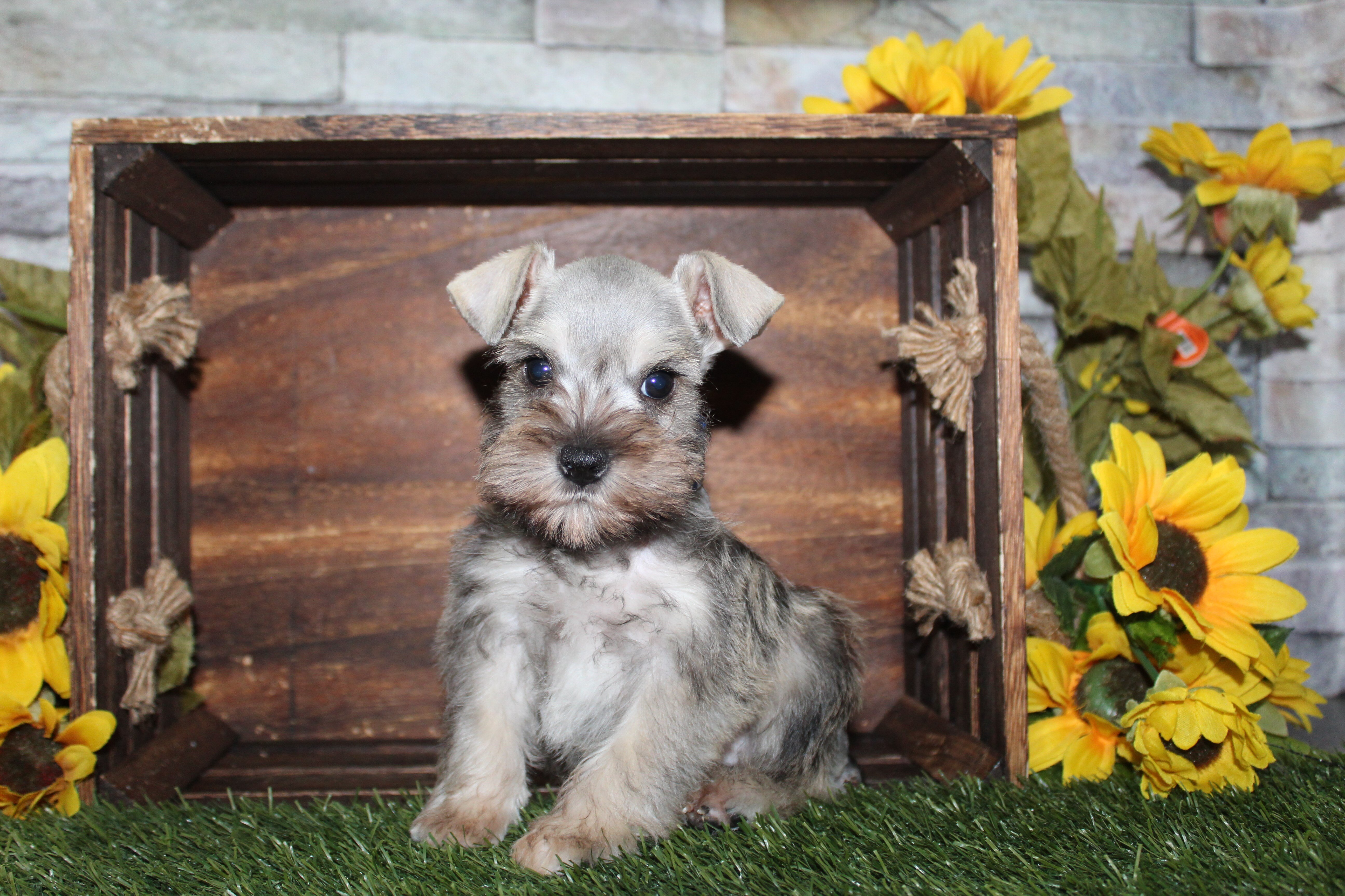 Miniature Schnauzer Puppies image 2