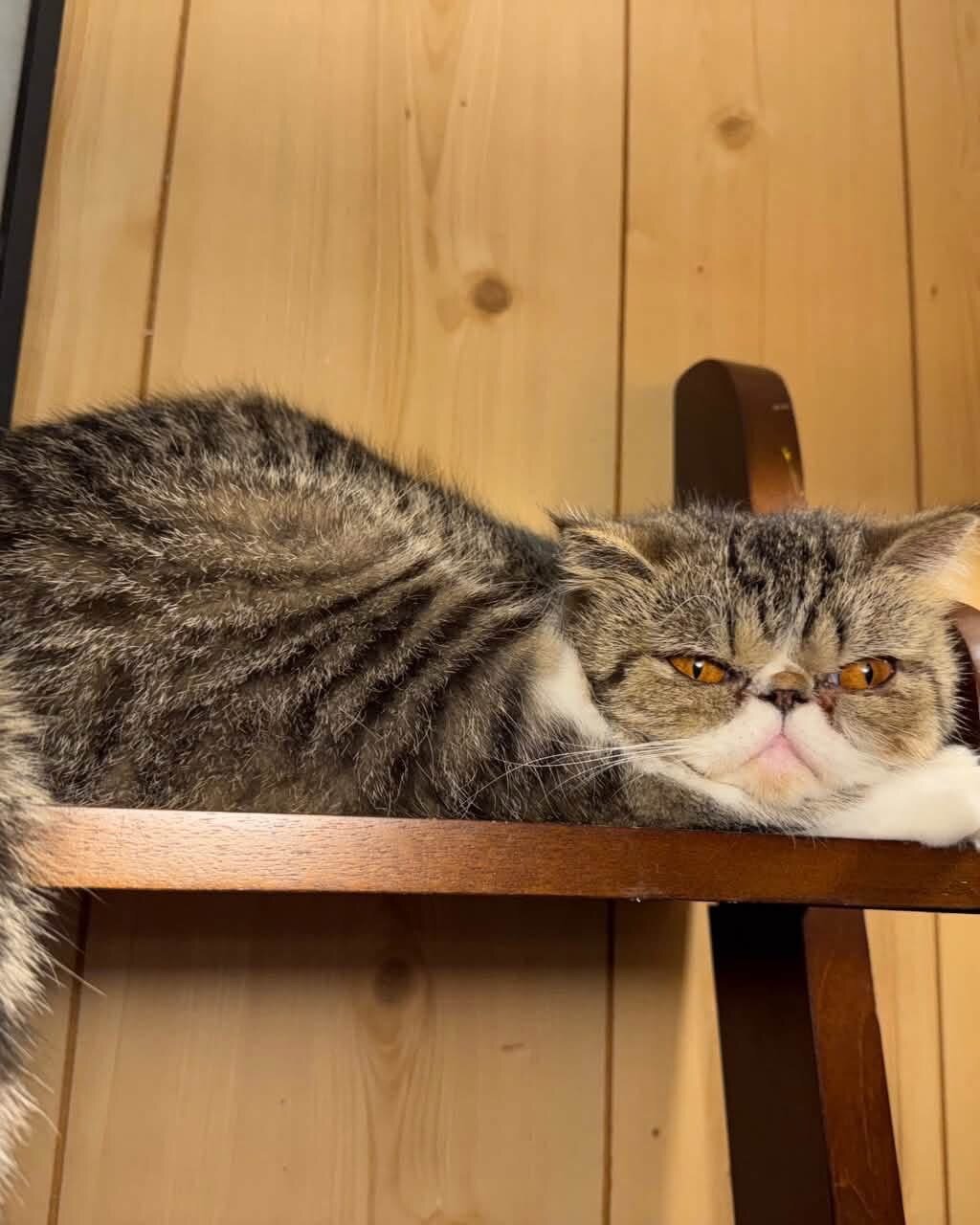 Persian Cat image 1
