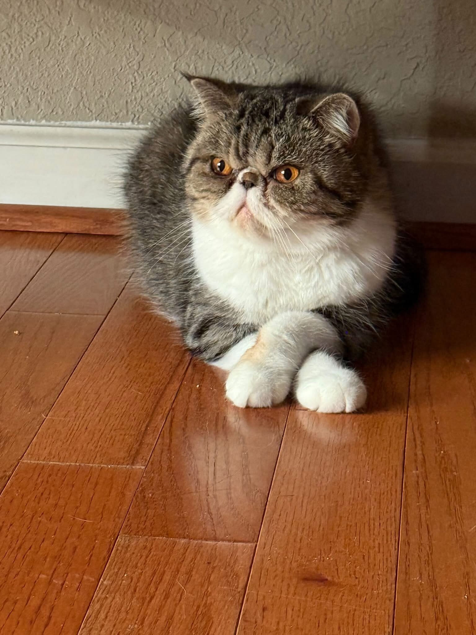 Persian Cat image 3