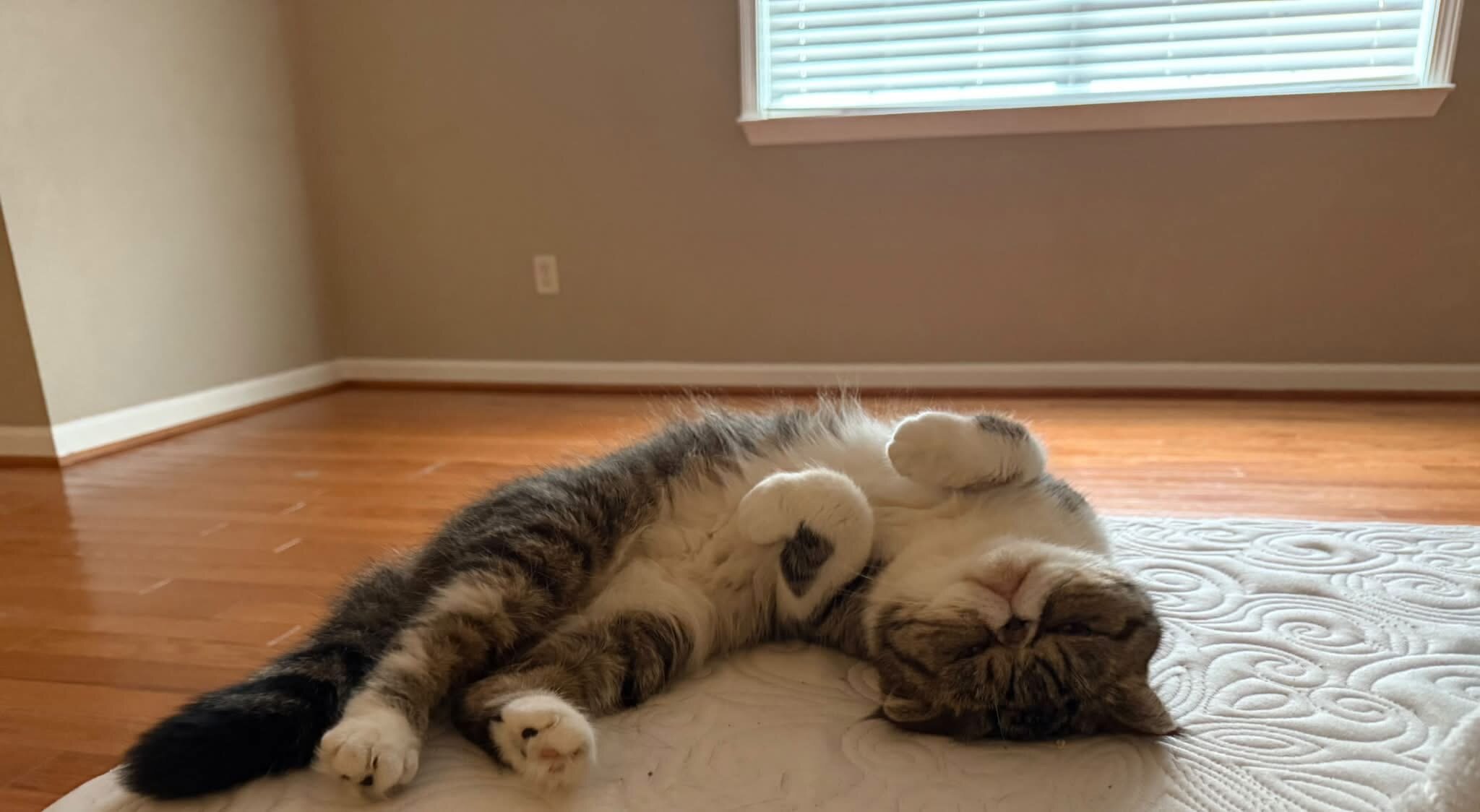 Persian Cat image 2