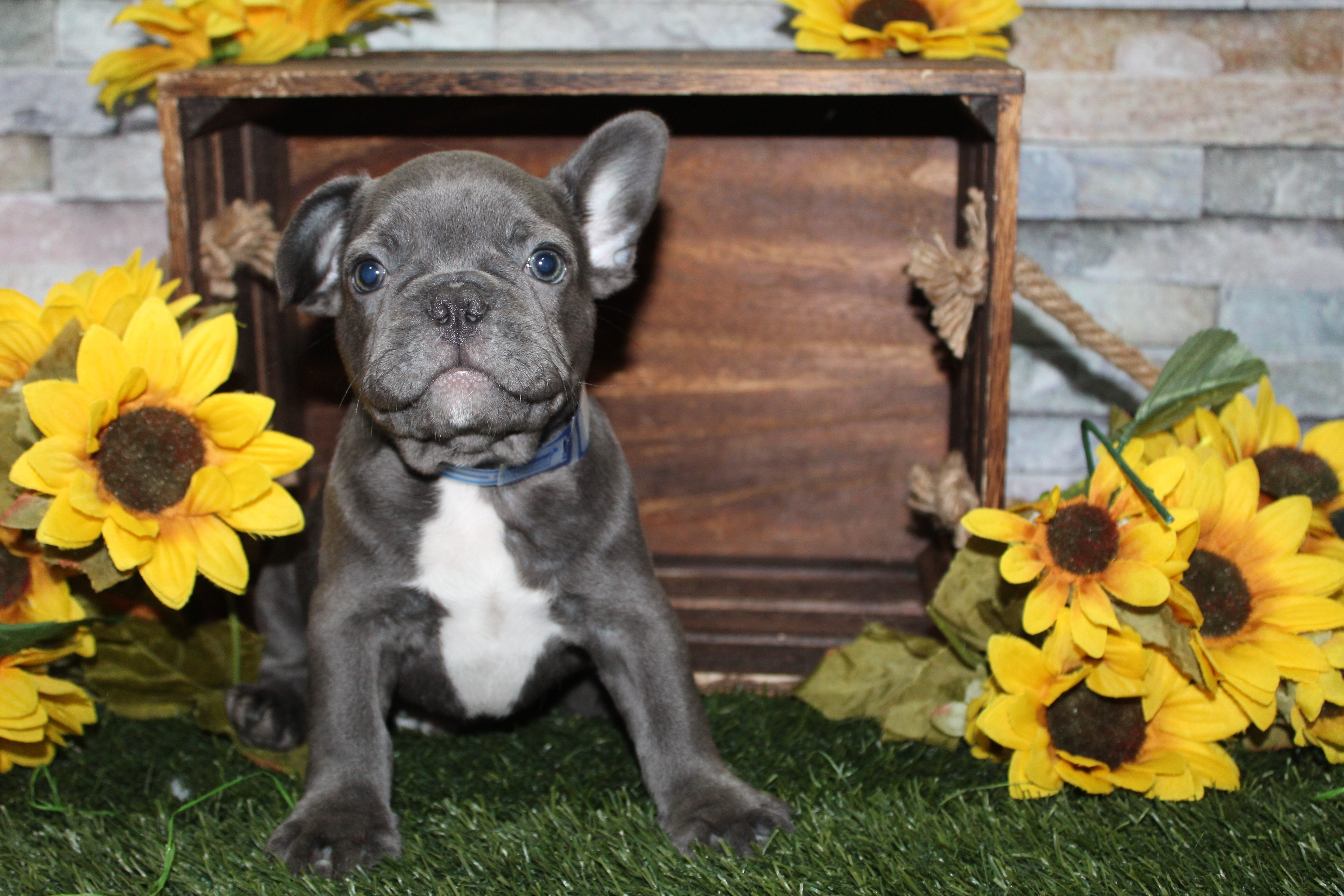 AKC French Bulldog Puppies image 1
