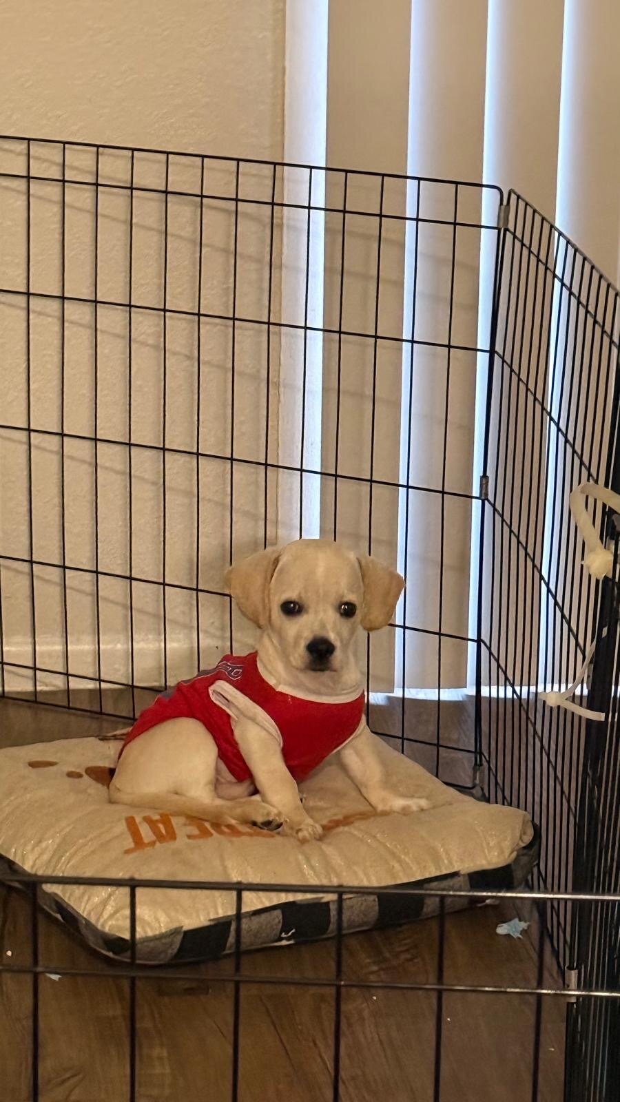 Thedog image 1