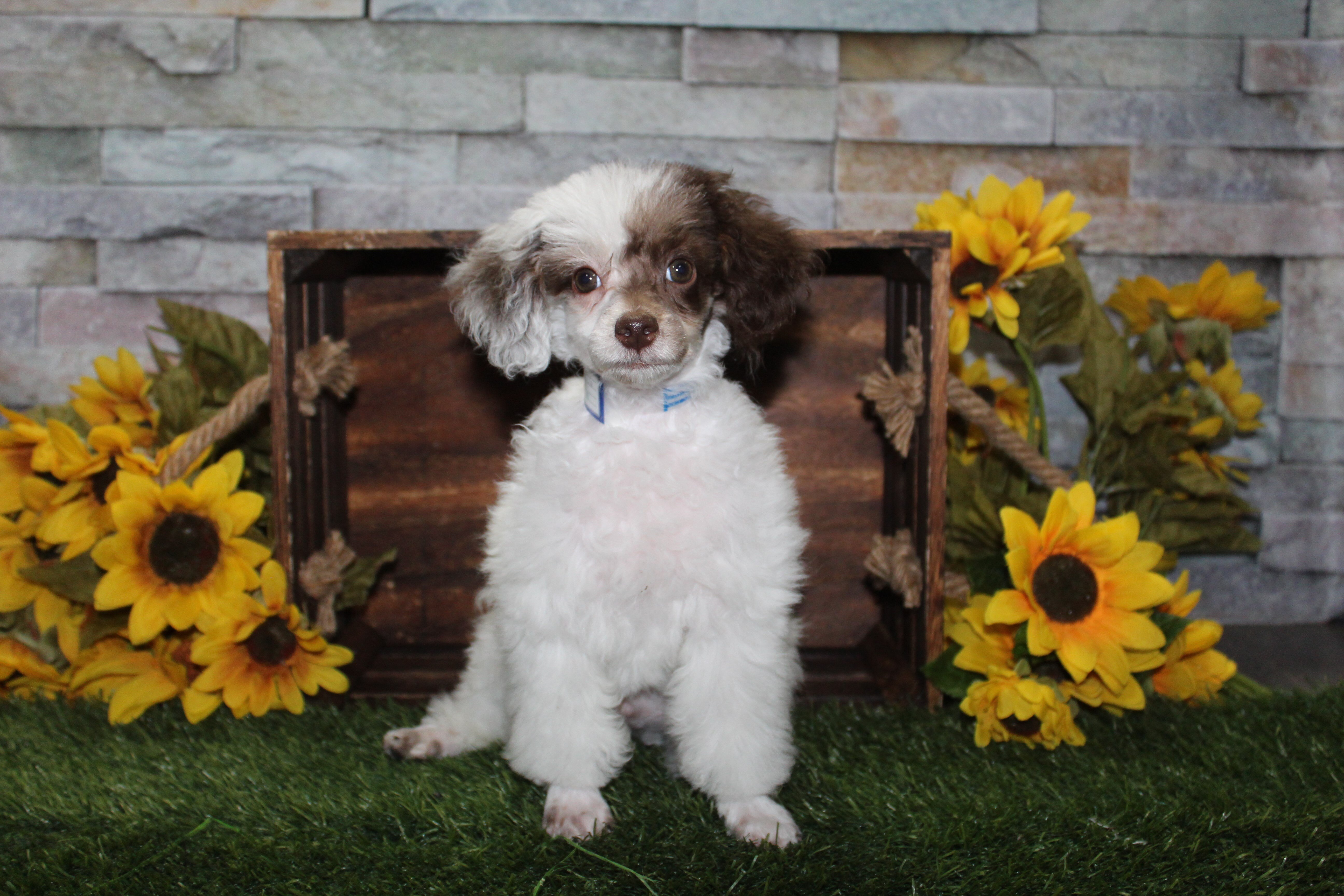 Mini Poodle Puppies image 1