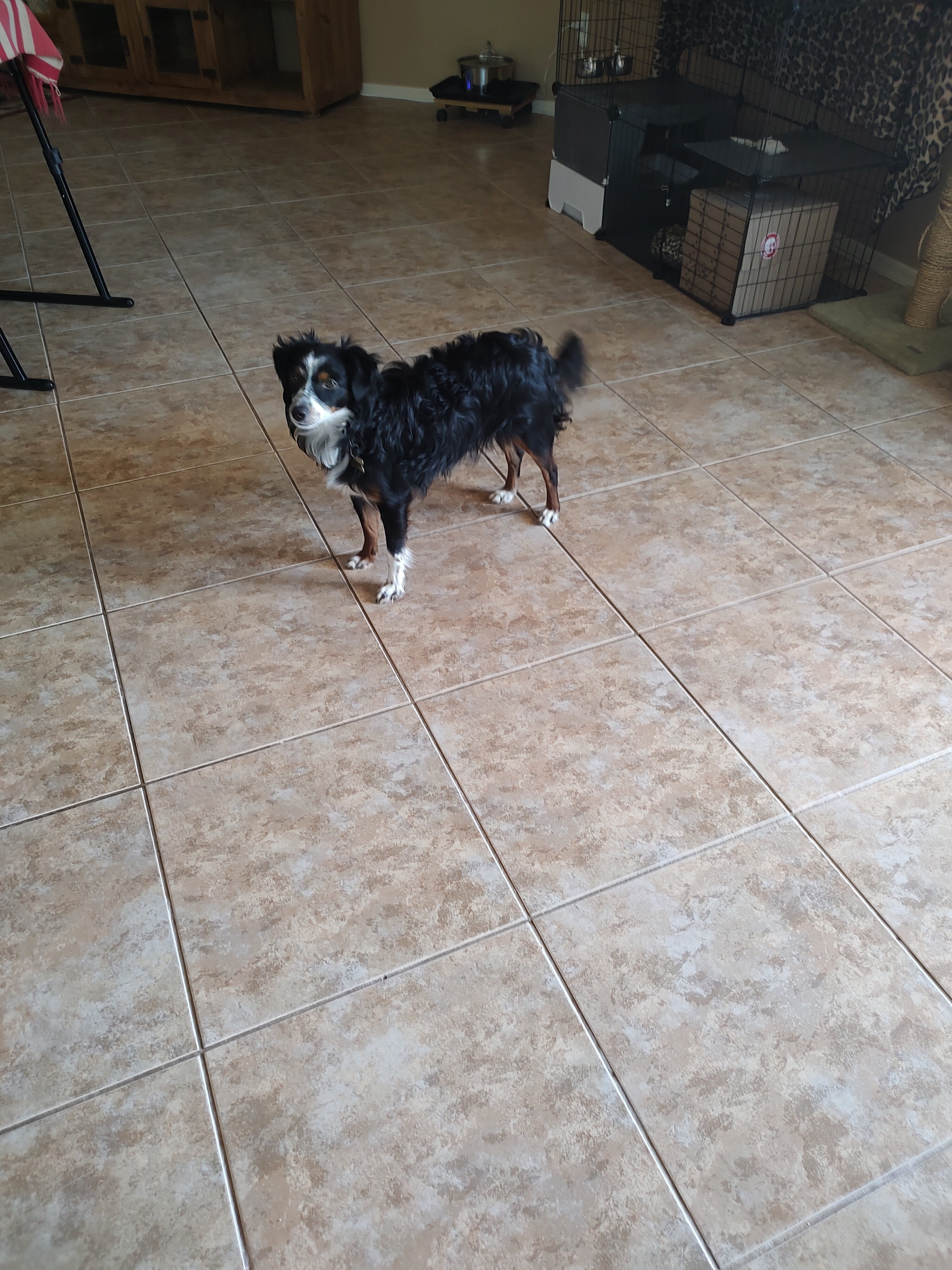 Toy aussie image 1