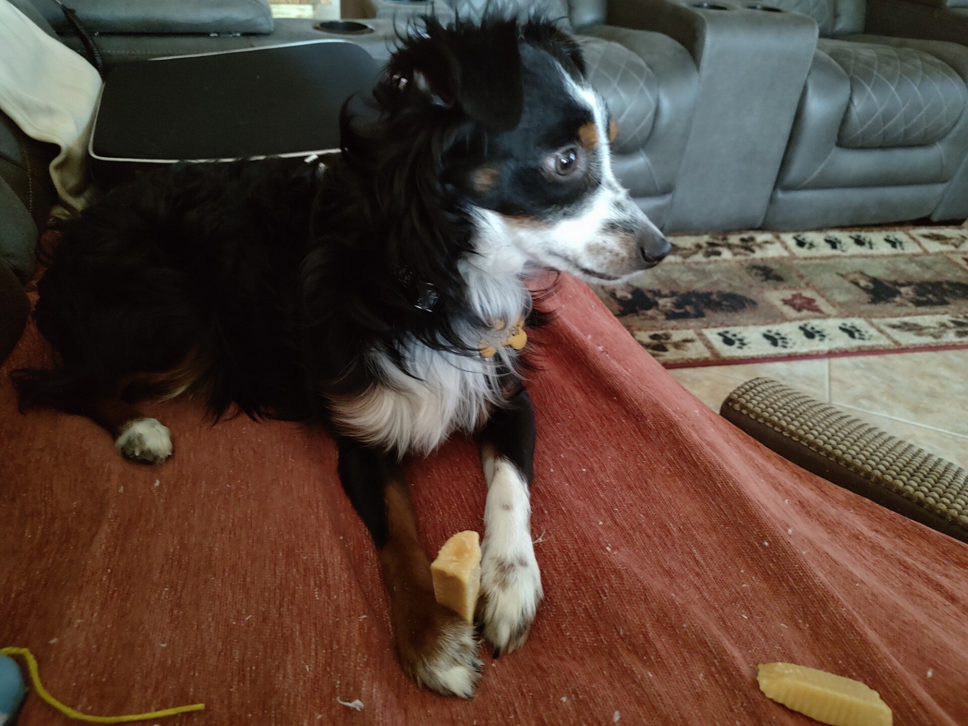 Toy aussie image 2