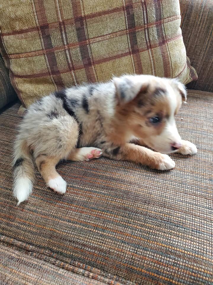 Purebred Border Collie Puppies image 3