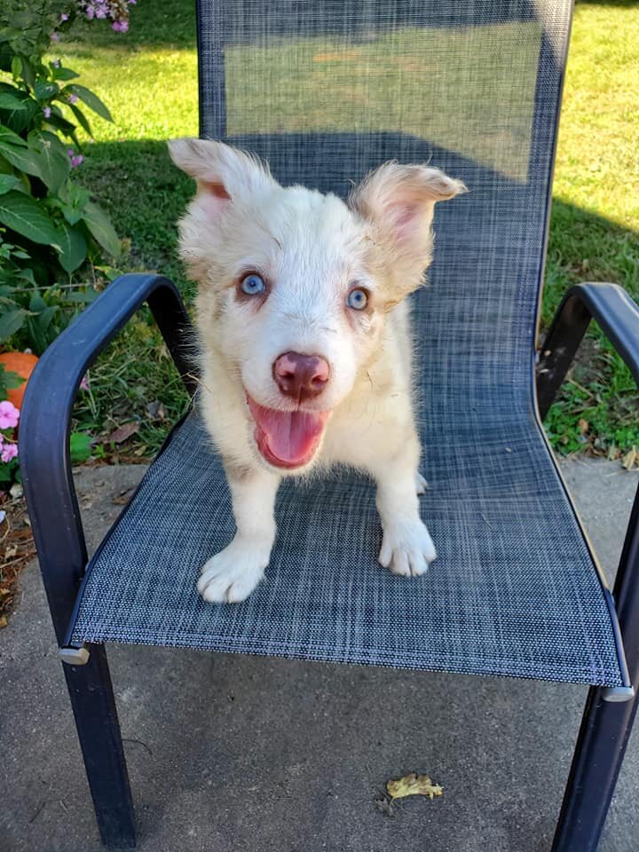 Purebred Border Collie Puppies image 2