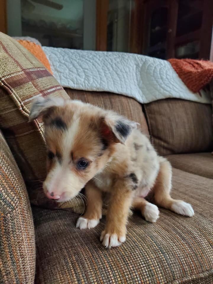 Healthy Border Collie Puppies image 1