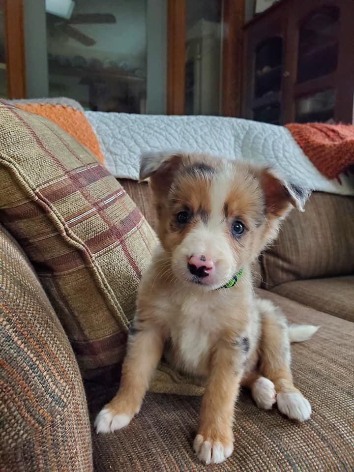 Healthy Border Collie Puppies image 2