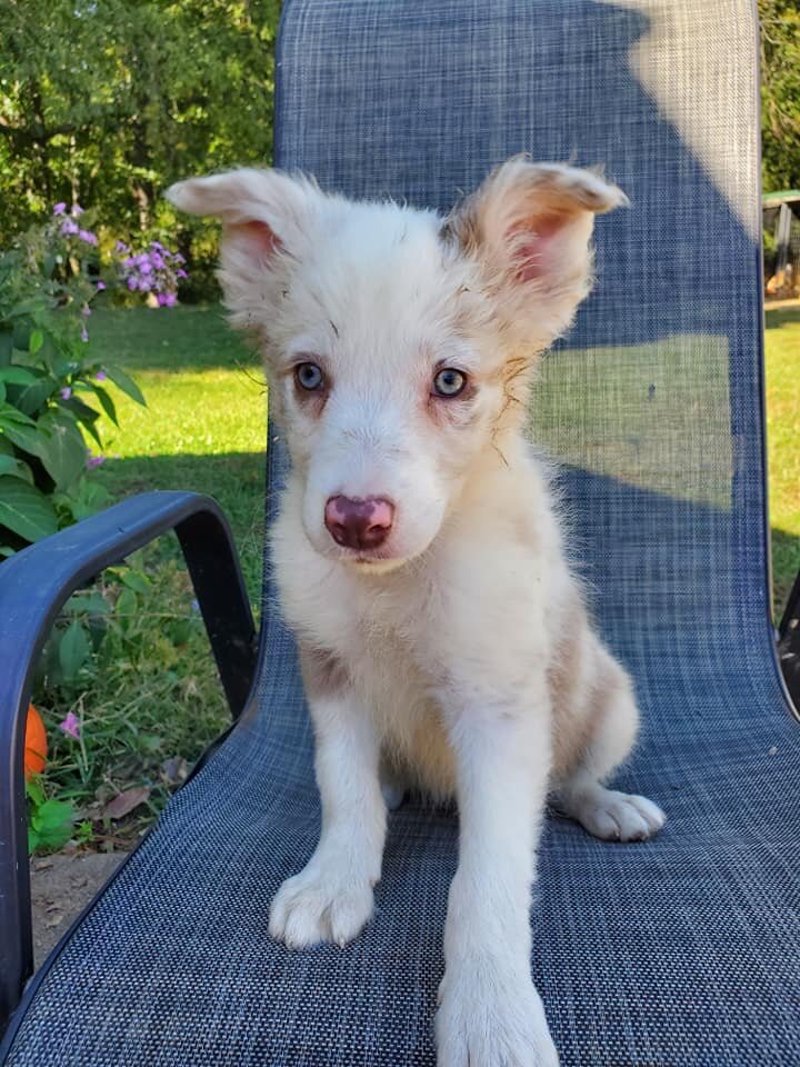 Healthy Border Collie Puppies image 3