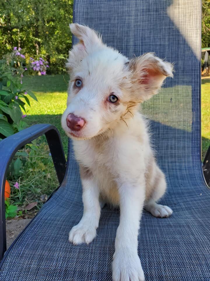 Healthy Border Collie Puppies image 4