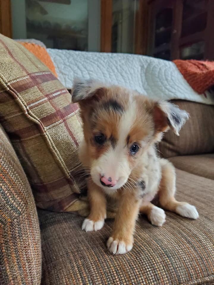 Registered Health Tested Border Collies image 3