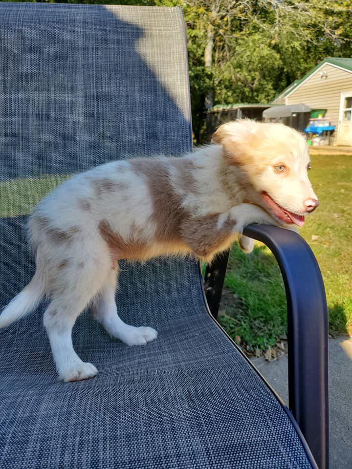Registered Health Tested Border Collies image 1