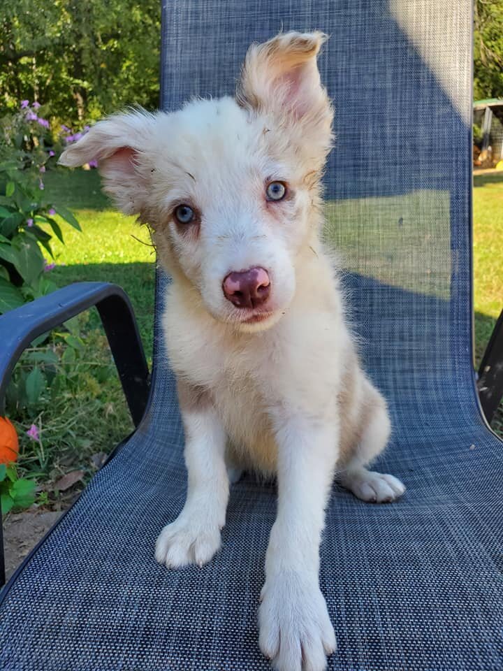 Registered Health Tested Border Collies image 2