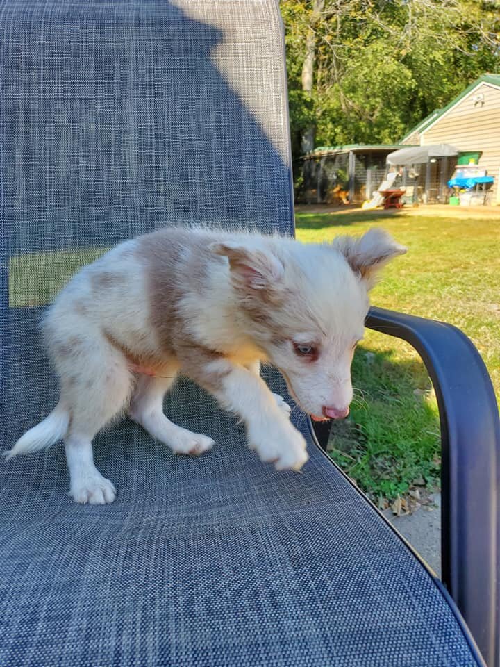 Farm Raised Border Collie Pups image 4