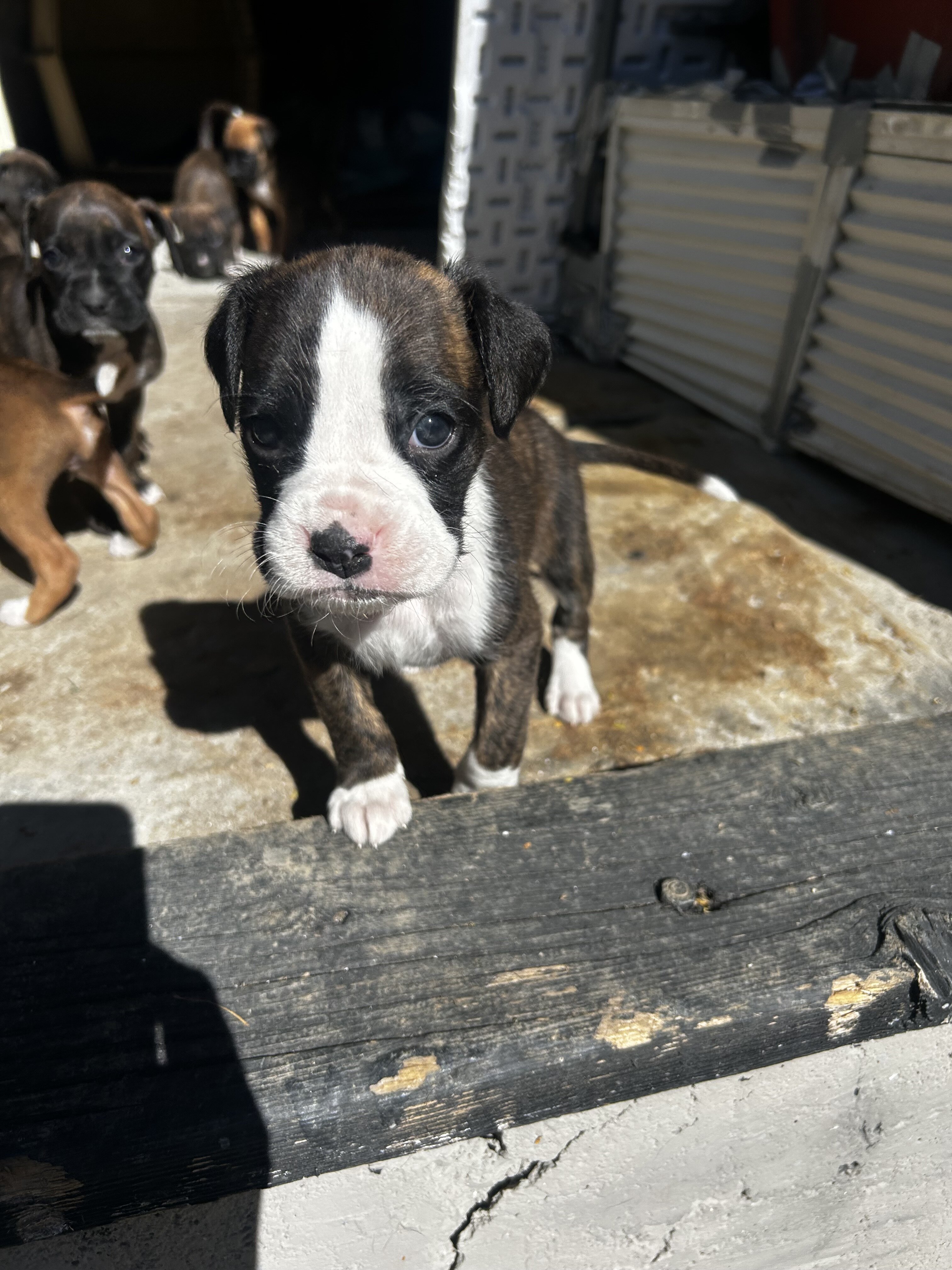 Puppies image 5