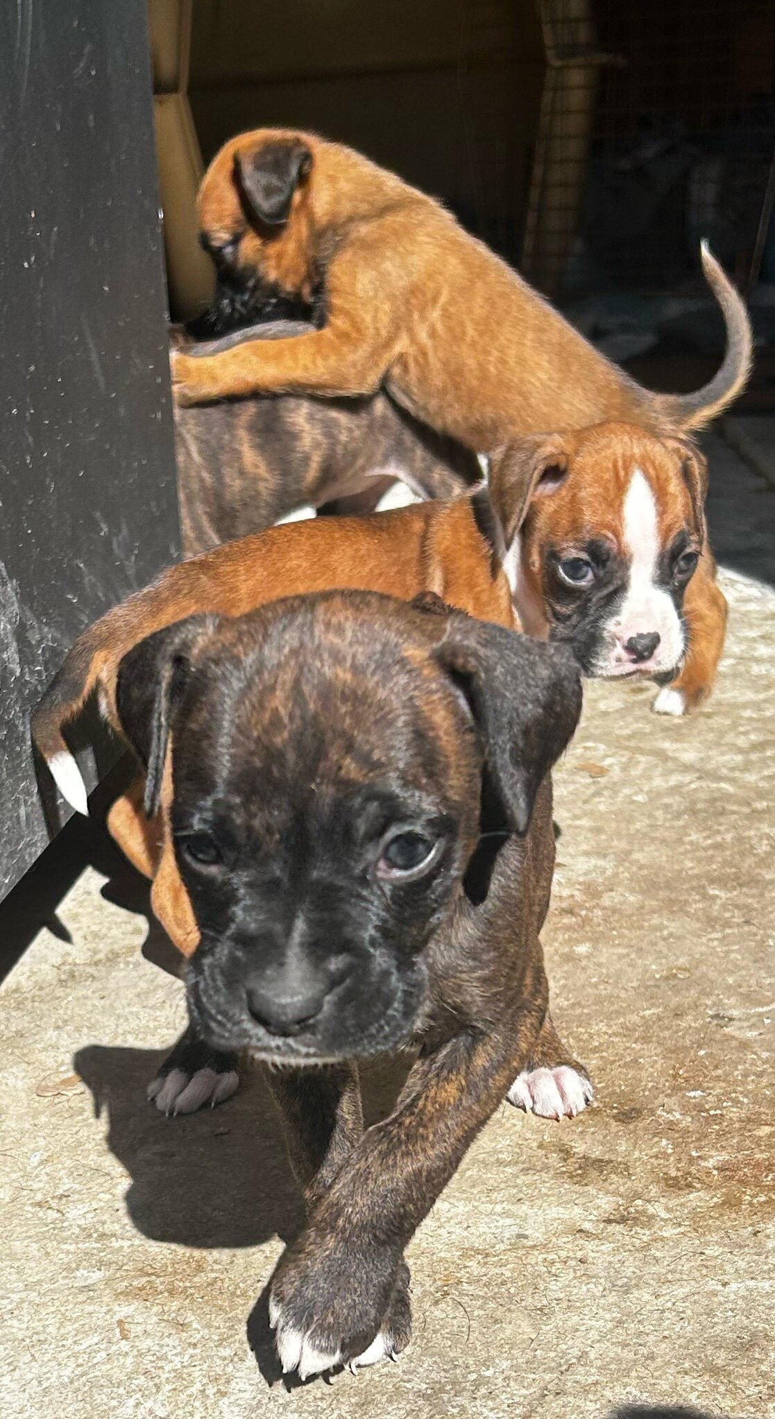 Puppies image 4